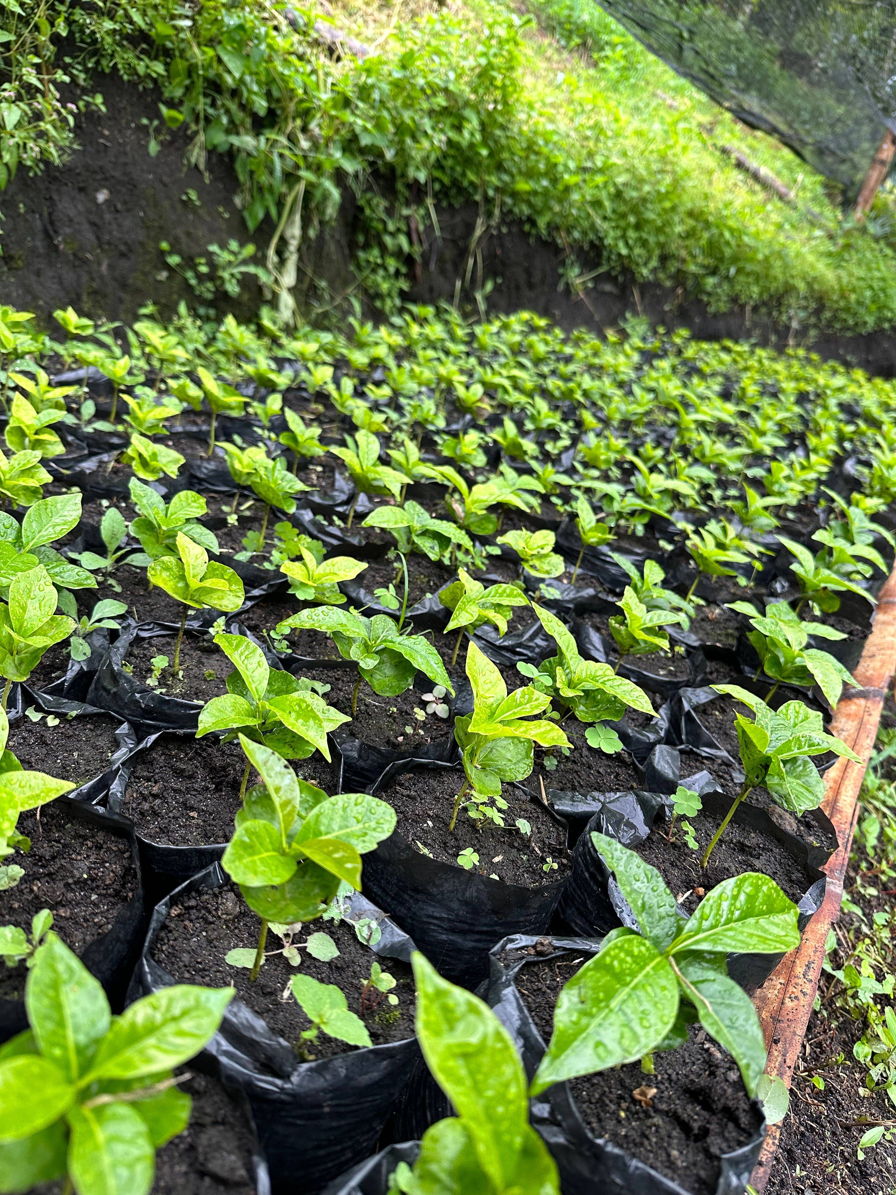 Coffee cultivation at El Trapiche in Tolima, Colombia