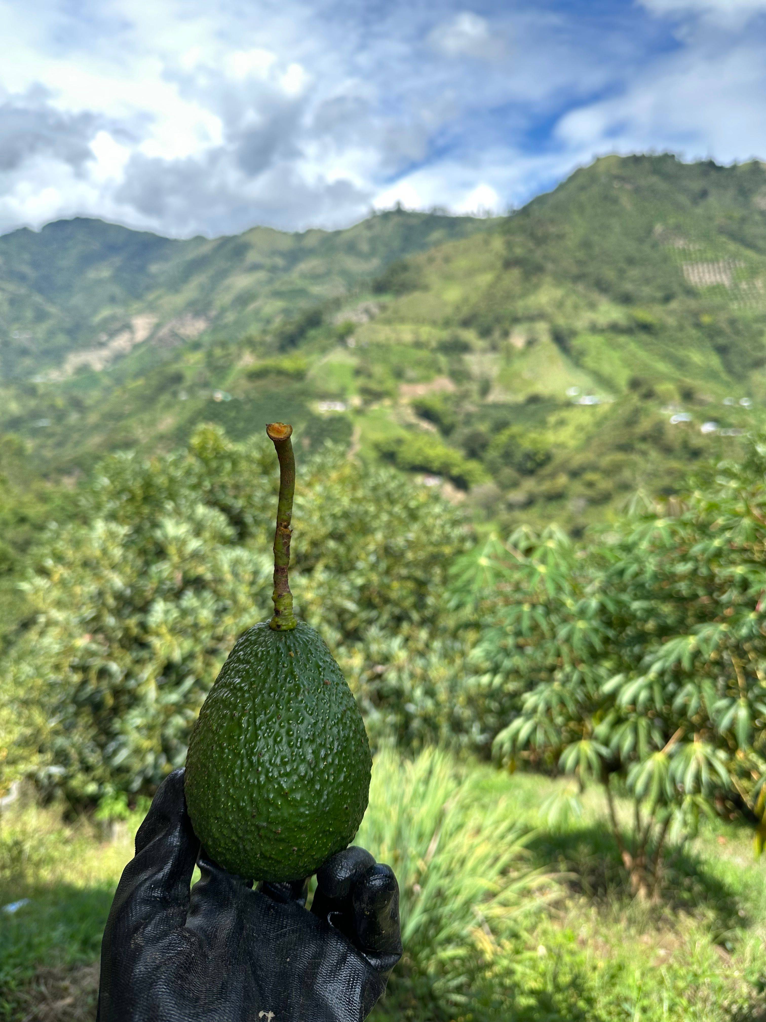 Castillo and Colombia coffee from El Trapiche in Tolima