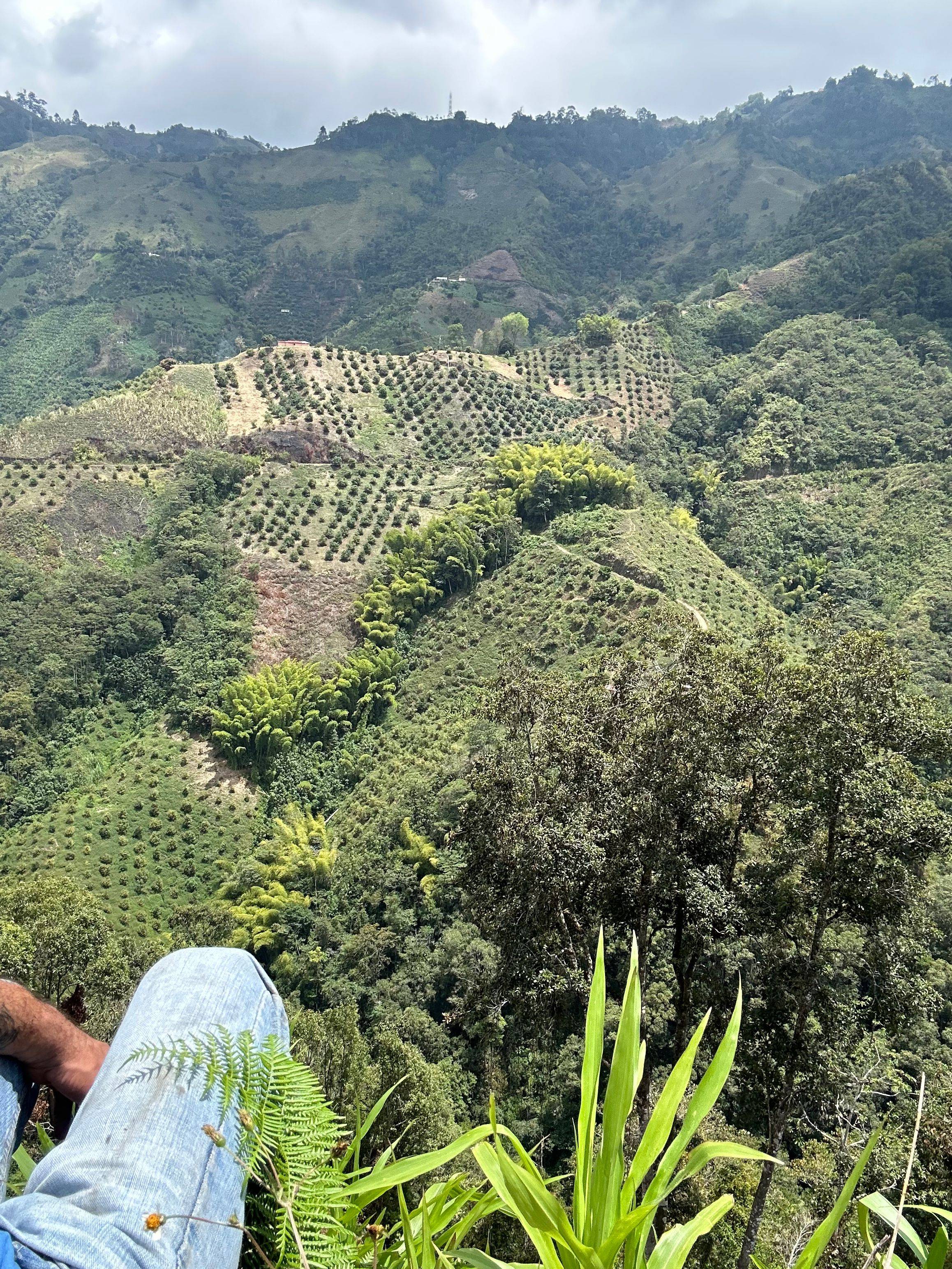 Washed and natural processed coffee from El Trapiche