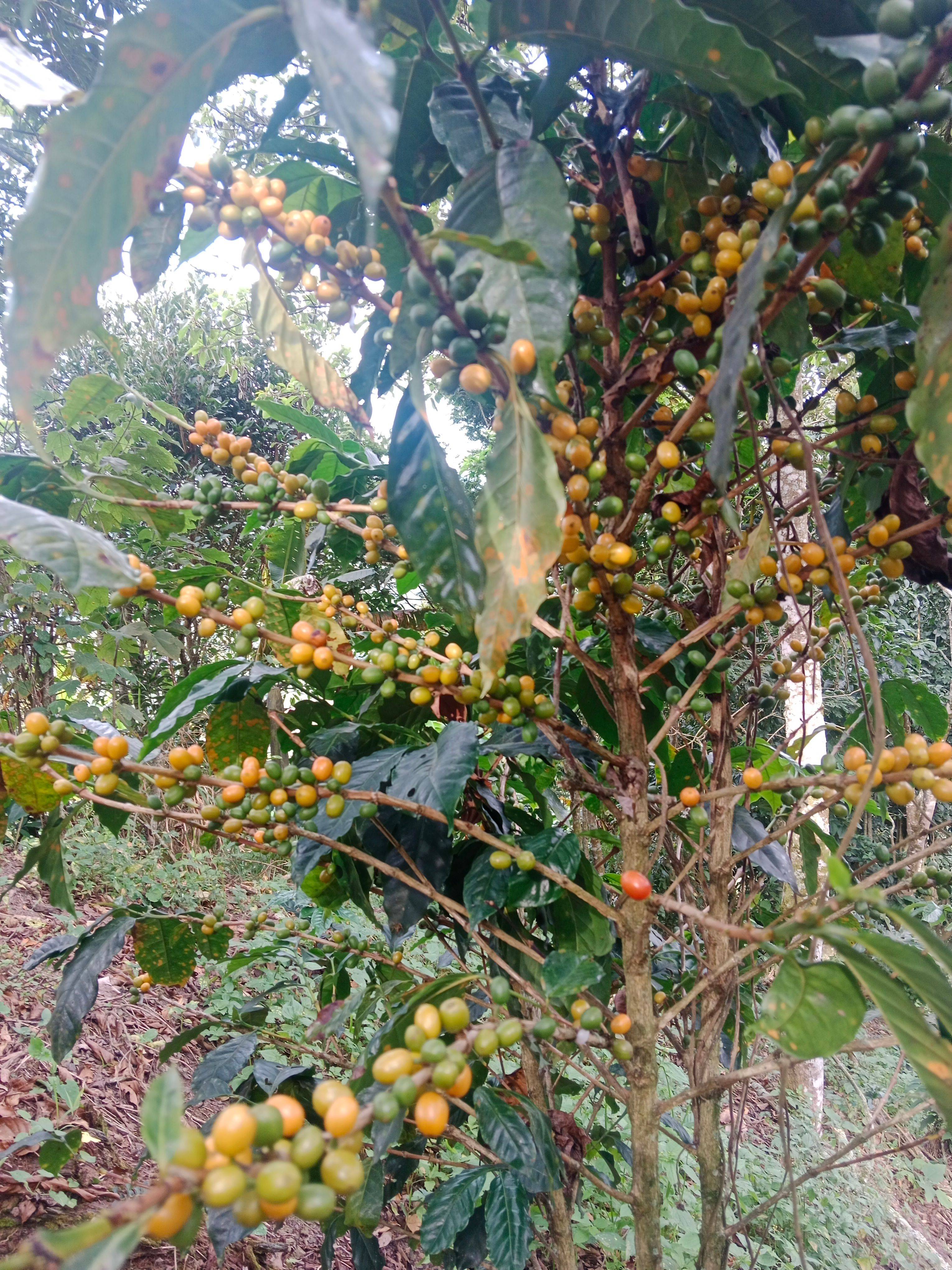 Coffee cultivation at Aveki in Cundinamarca, Colombia