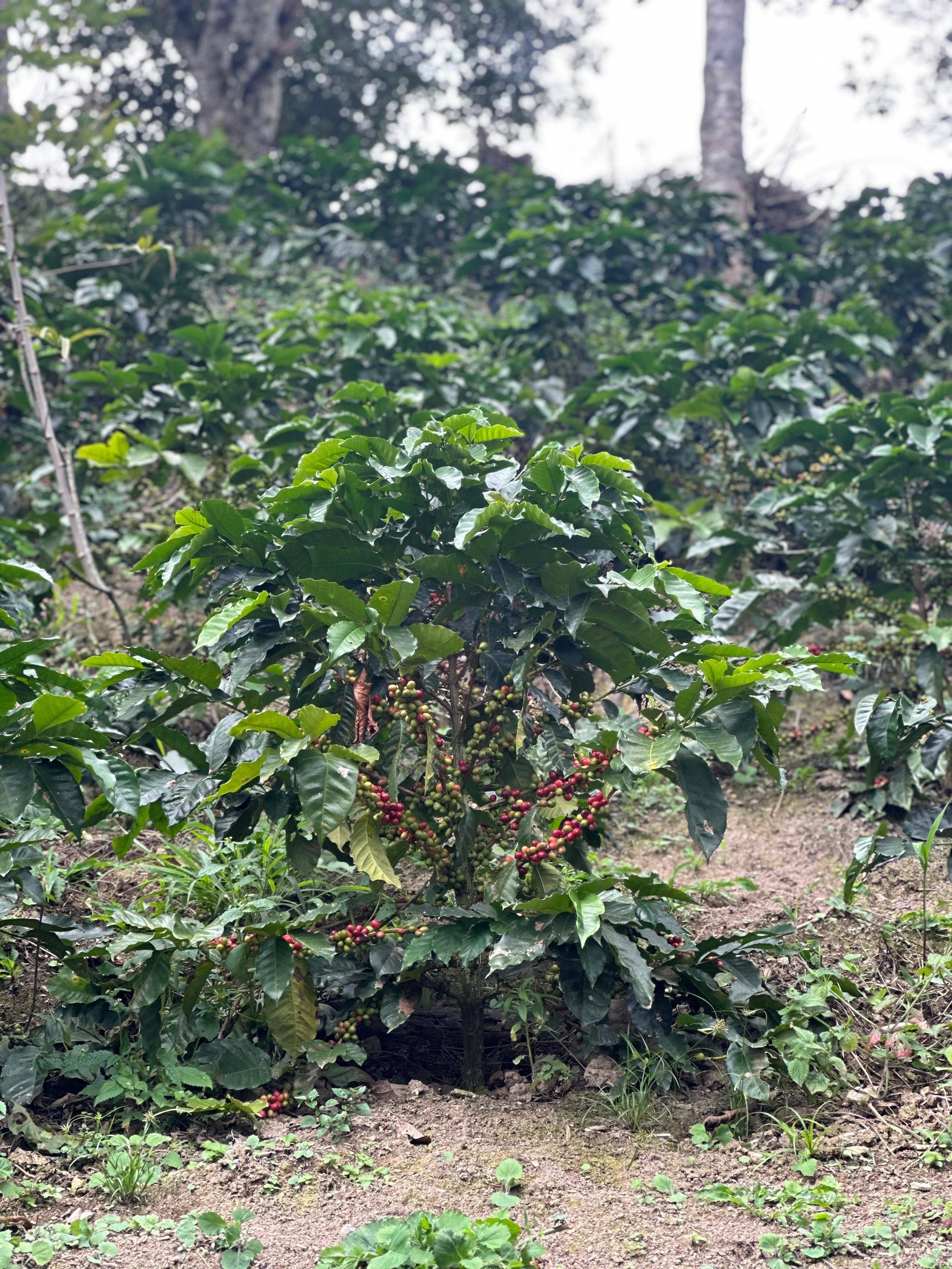 Specialty coffee microlots from Aveki in Cundinamarca