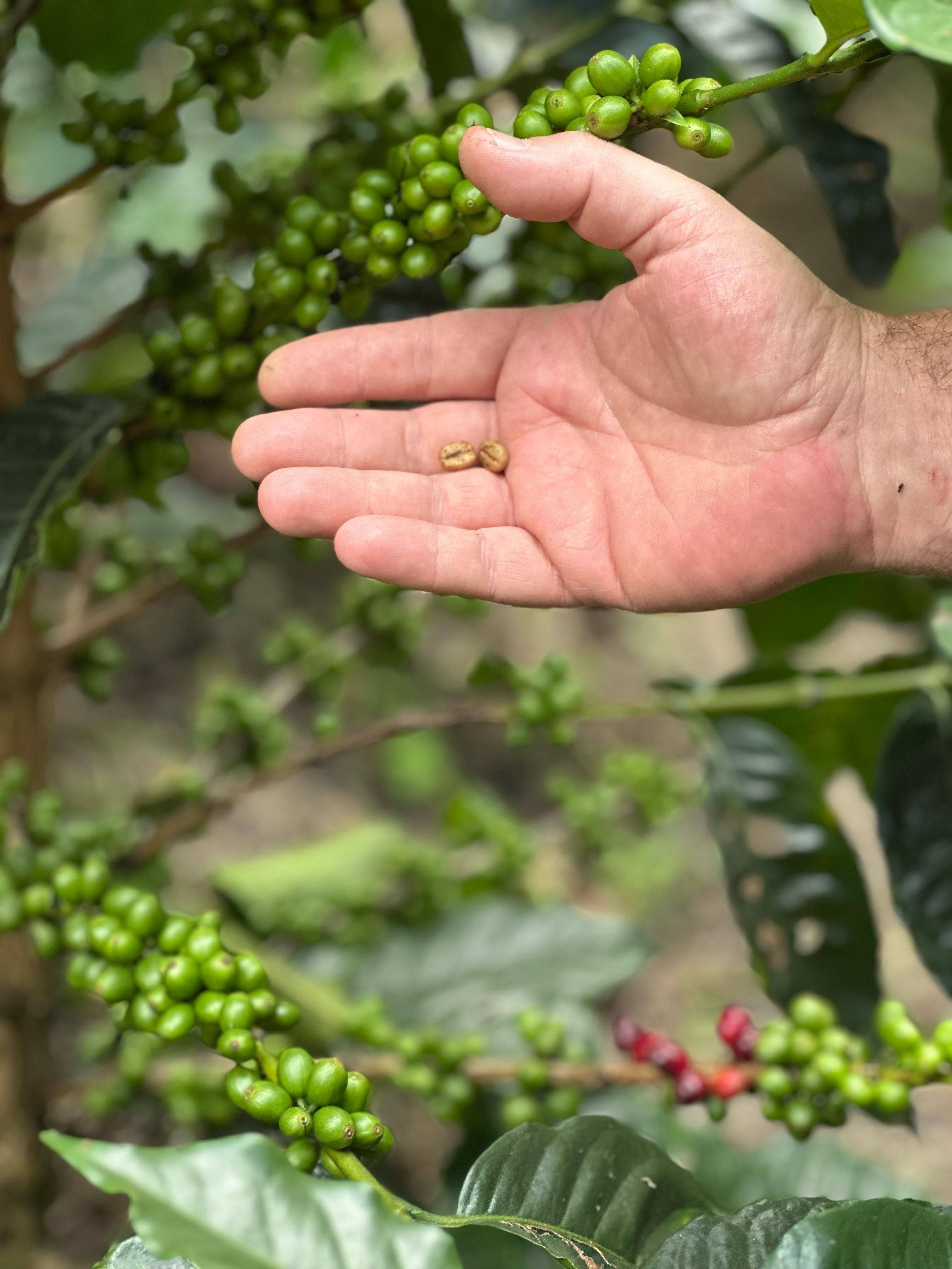 Small coffee lots from Aveki in Colombia