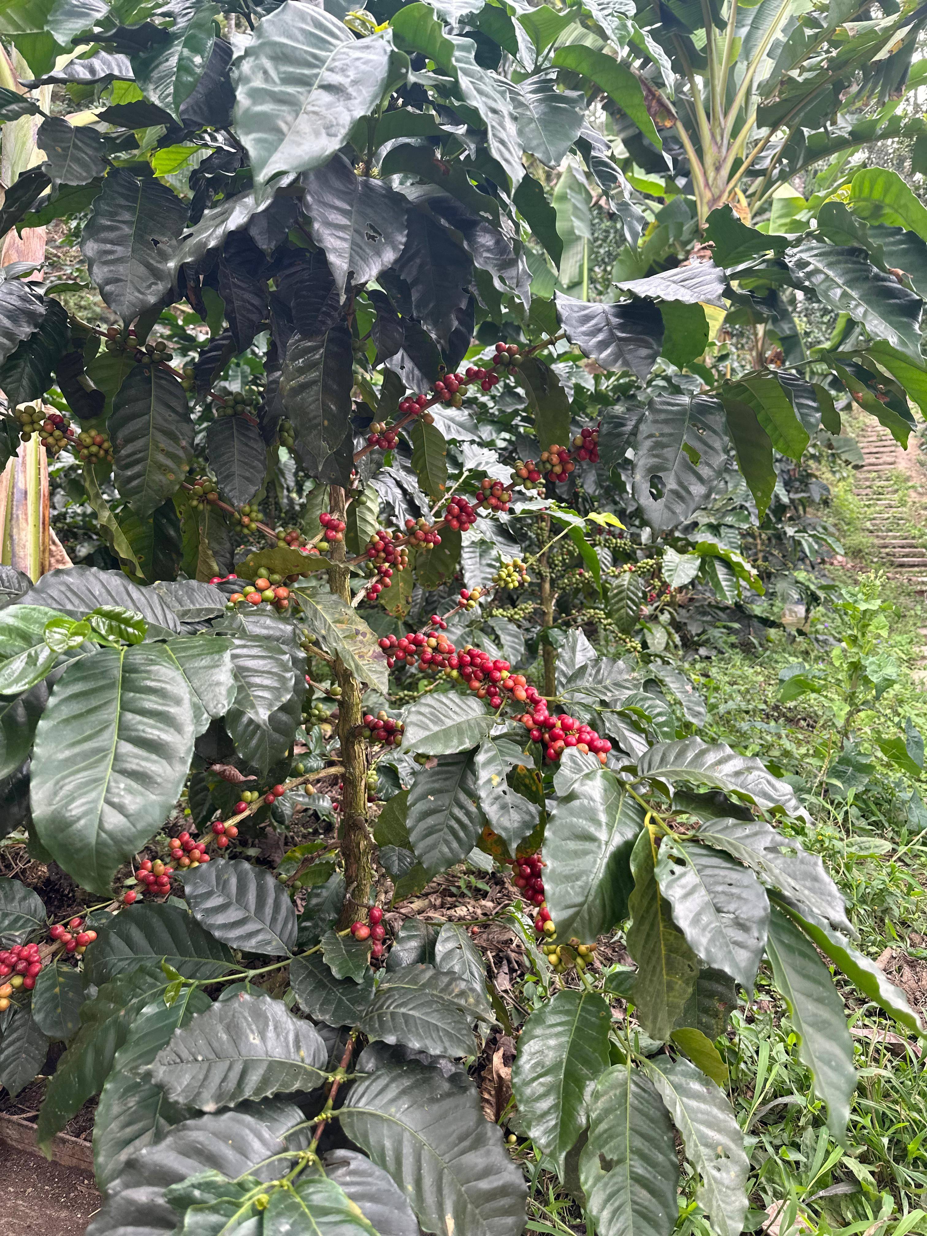 Colombian specialty coffee from Aveki in Guayabal de Síquima