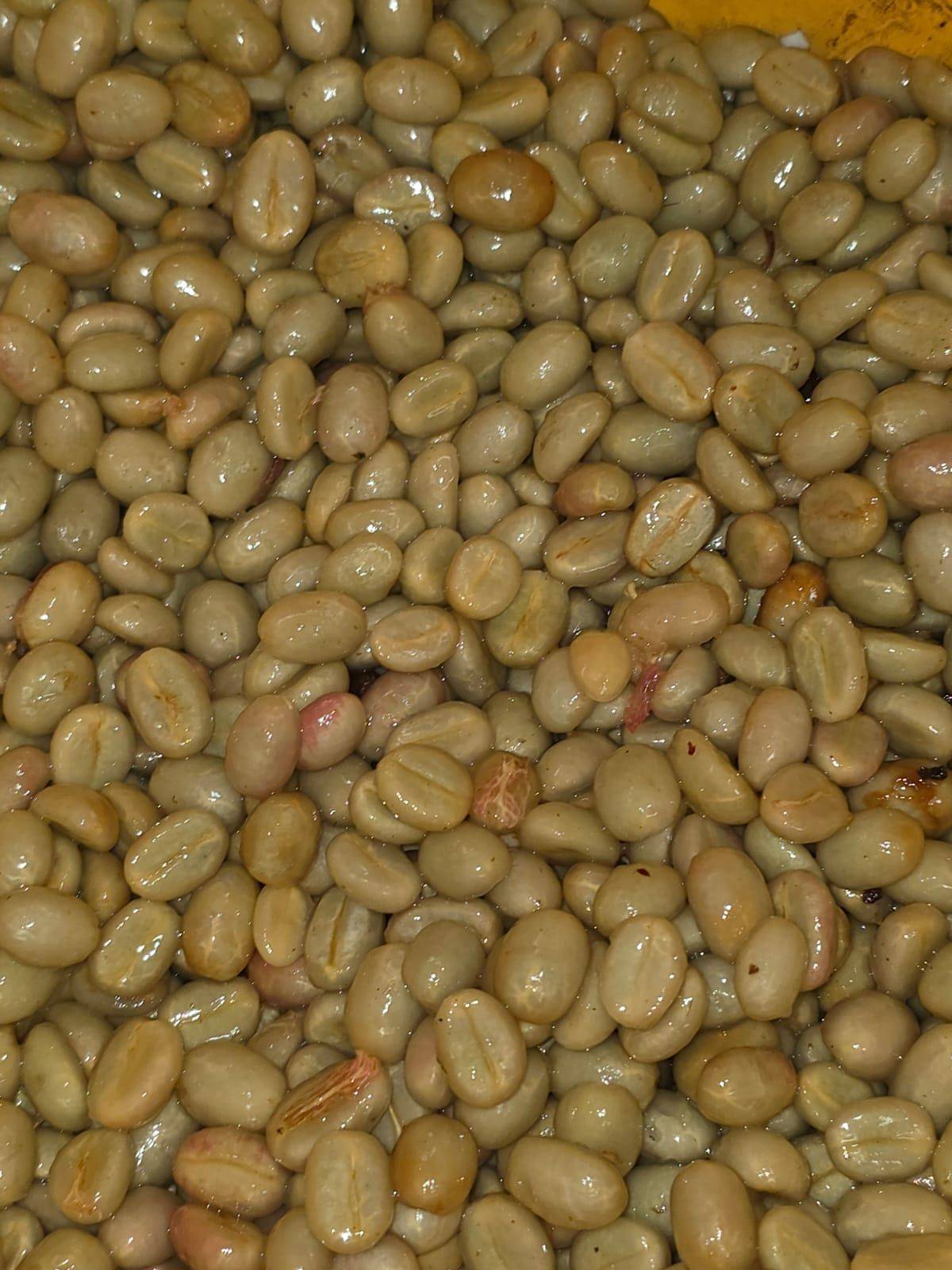 Anaerobic fermented coffee from Aveki in Cundinamarca
