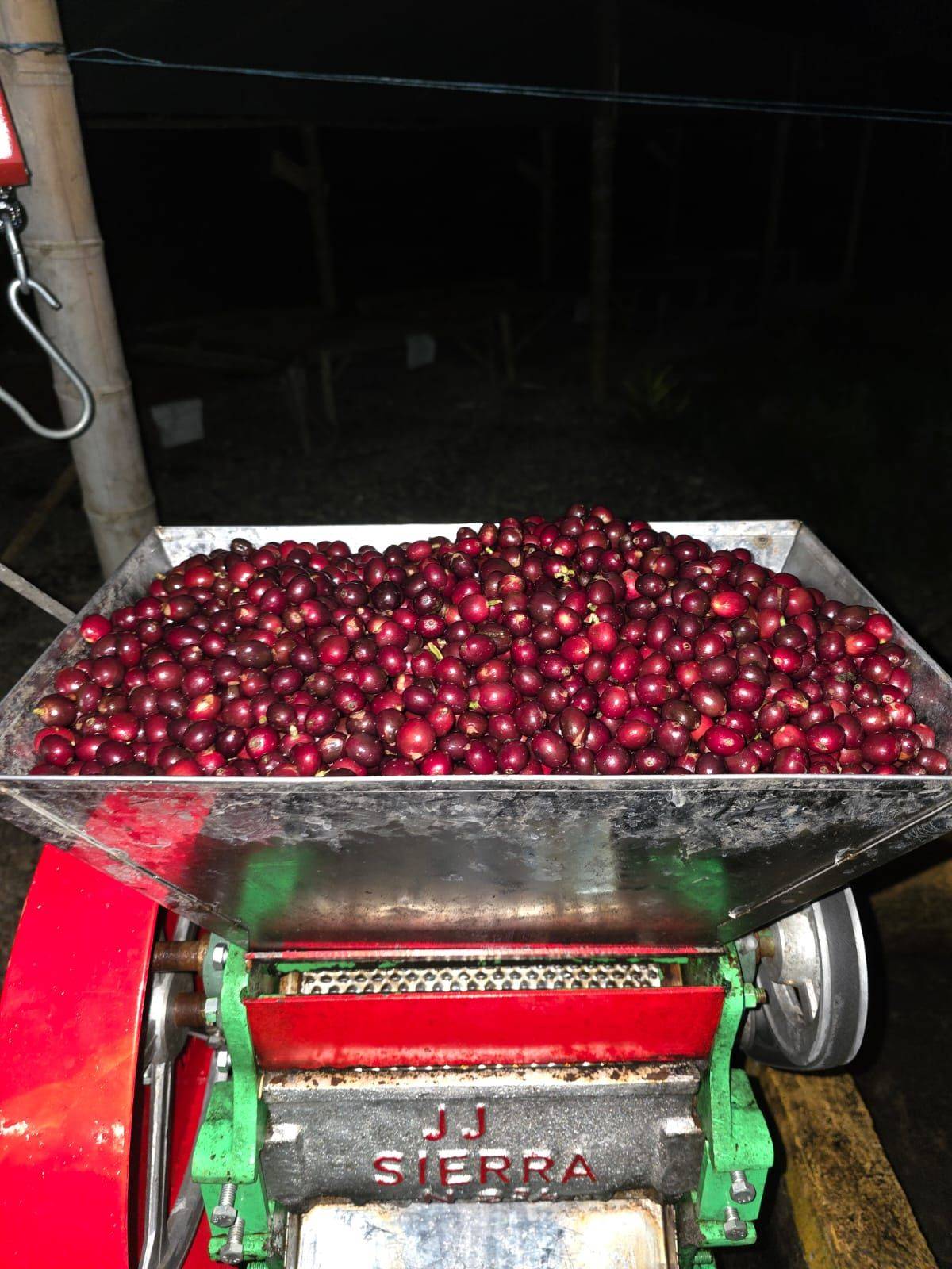 Yeast inoculated coffee from Aveki in Colombia