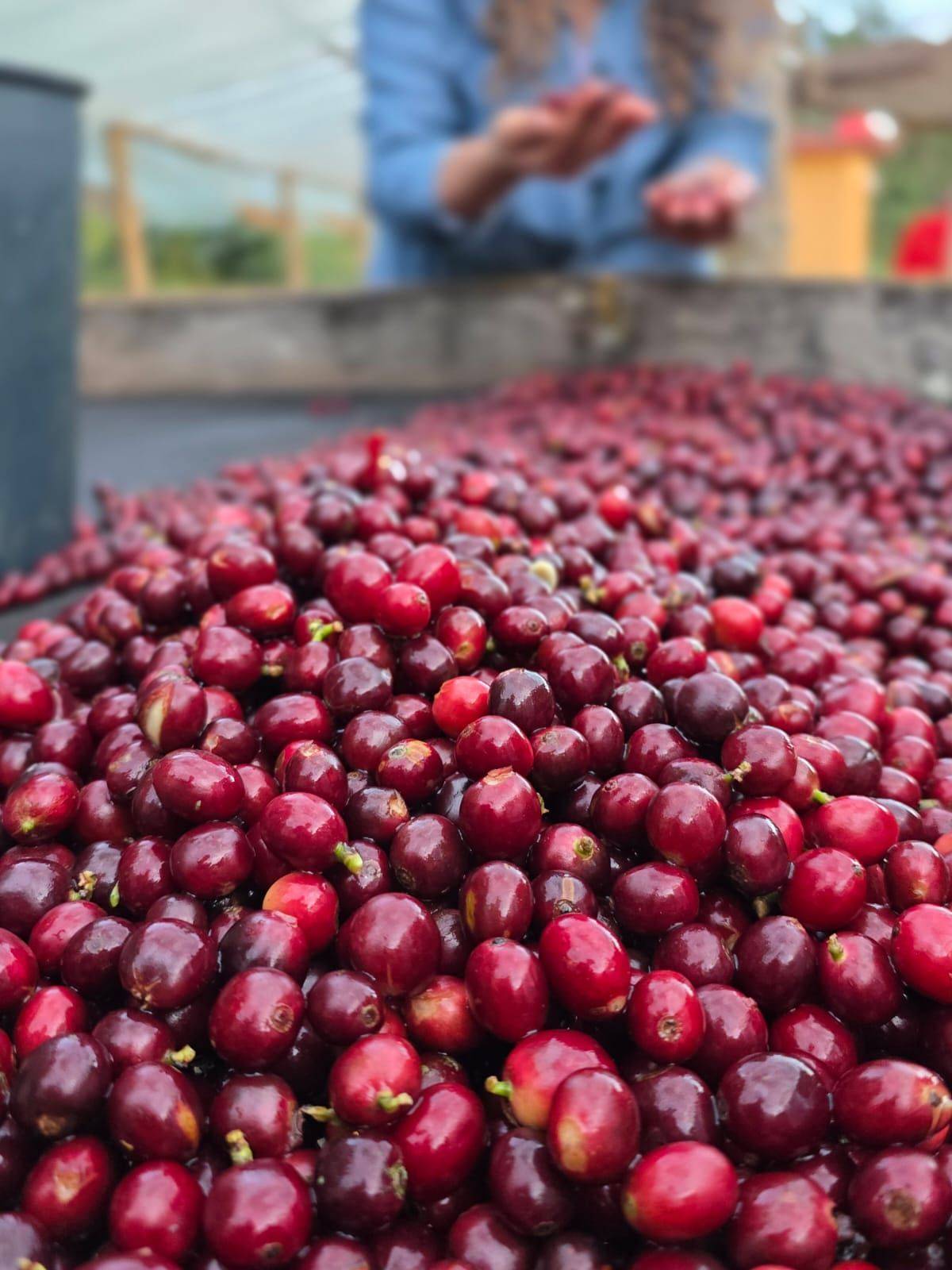 Colombia variety coffee from Aveki in Cundinamarca