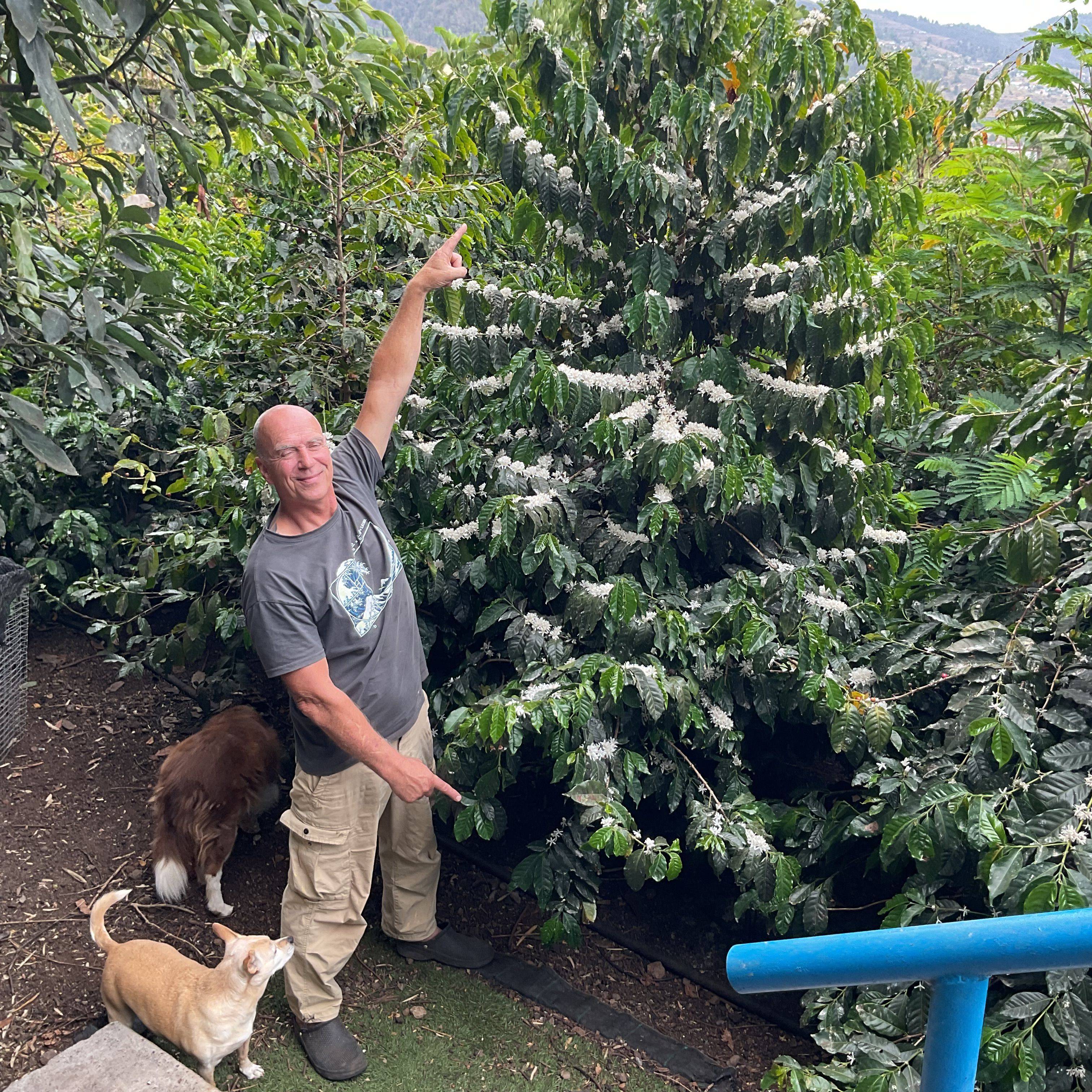 Coffee cultivation in Spain at Anthea Café in the Canary Islands