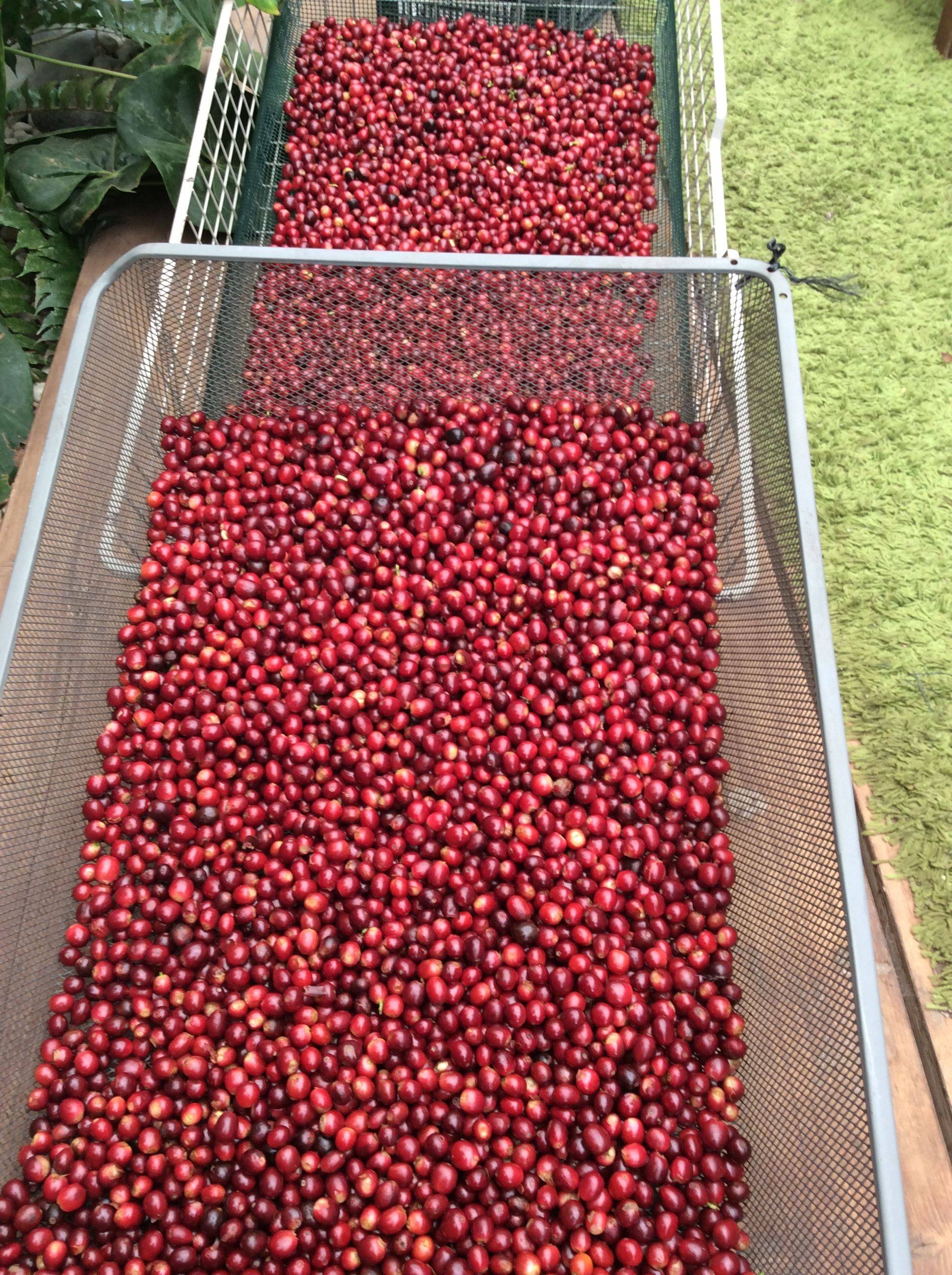 Organic coffee and regenerative agriculture at Anthea Café in La Palma