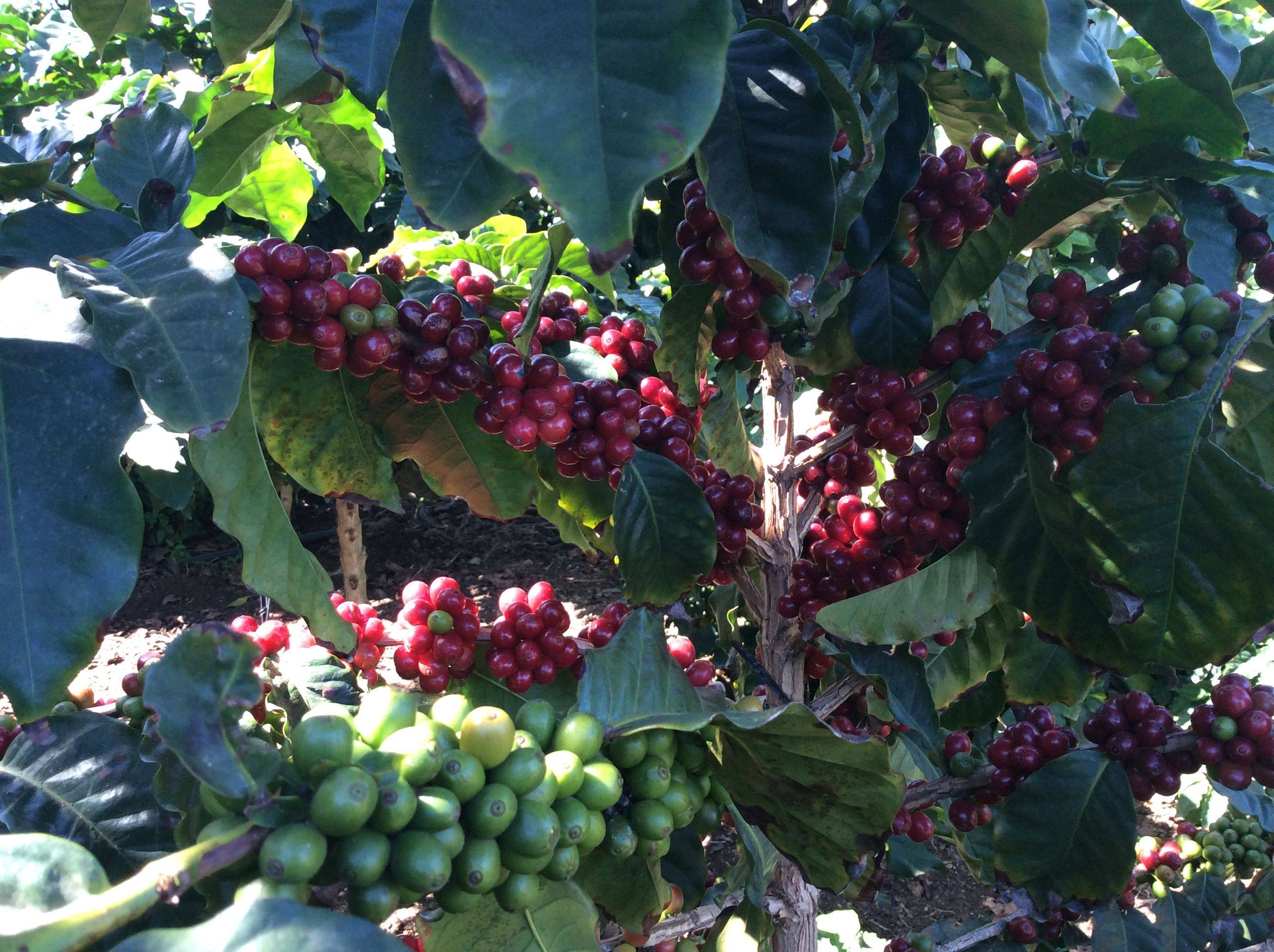Anthea Specialty Coffees in 🇪🇸 Spain – Canary Islands