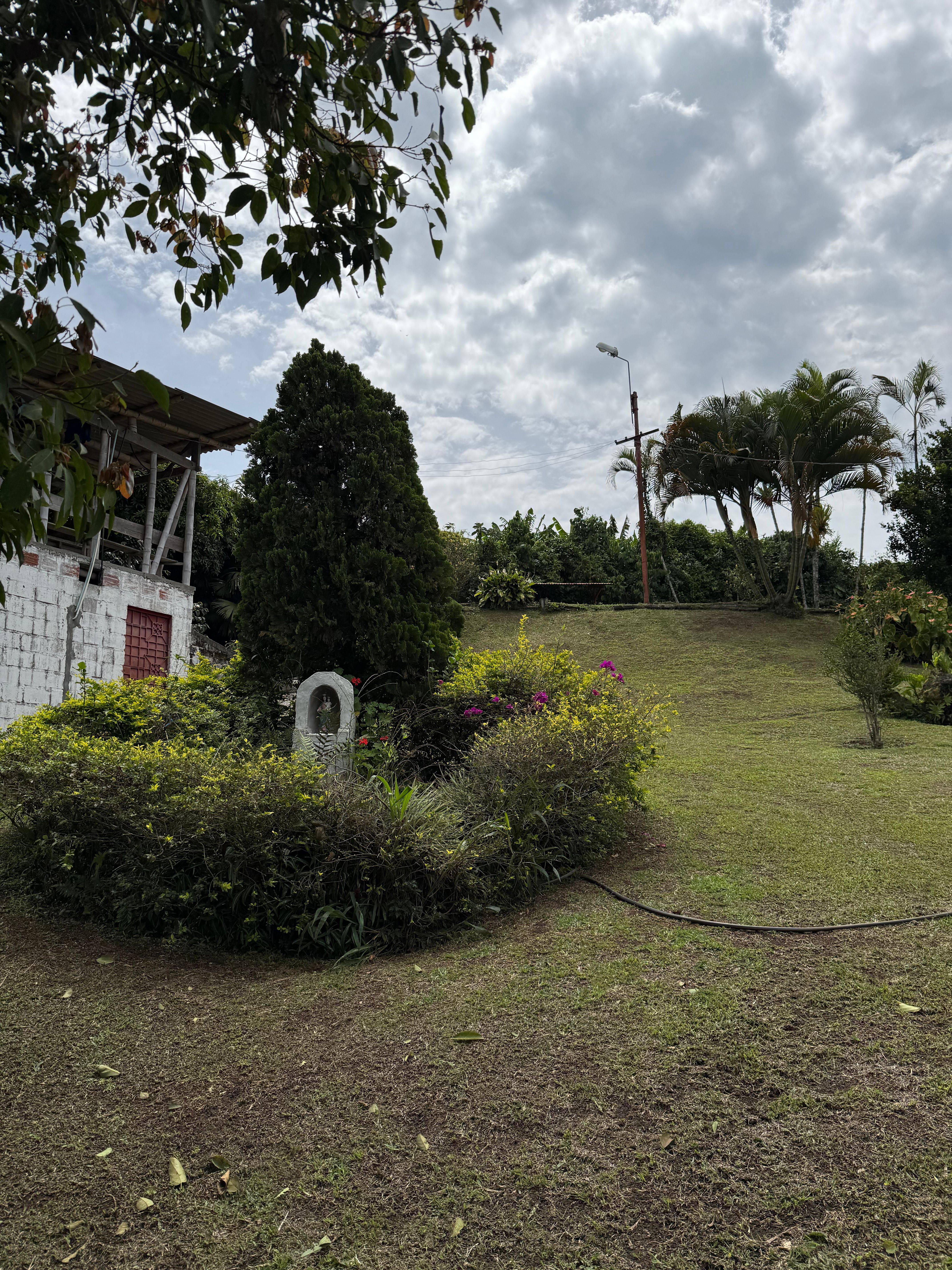 Selective coffee harvesting at Finca El Mango in Colombia