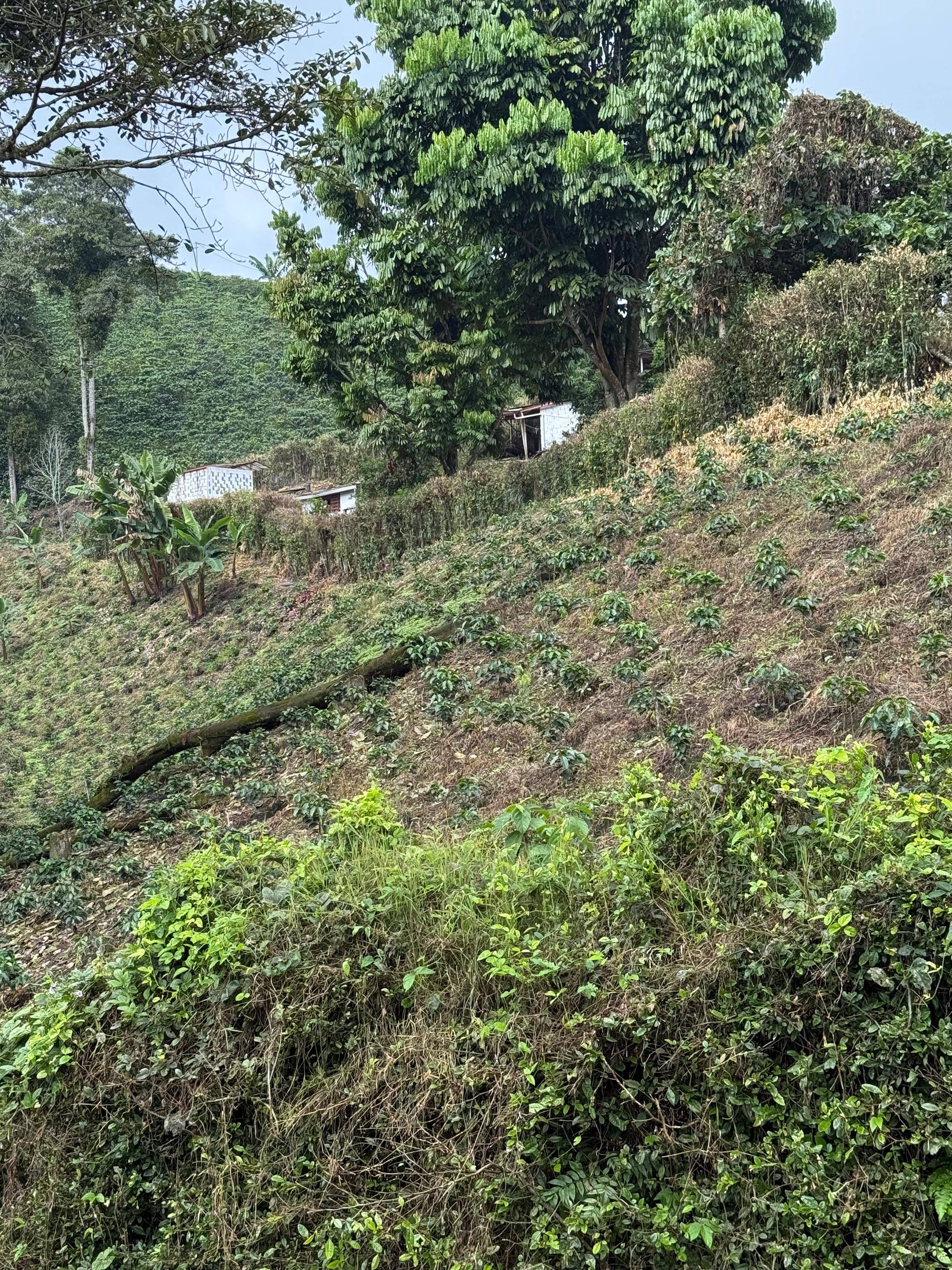 Washed specialty coffee from Finca El Mango in Risaralda
