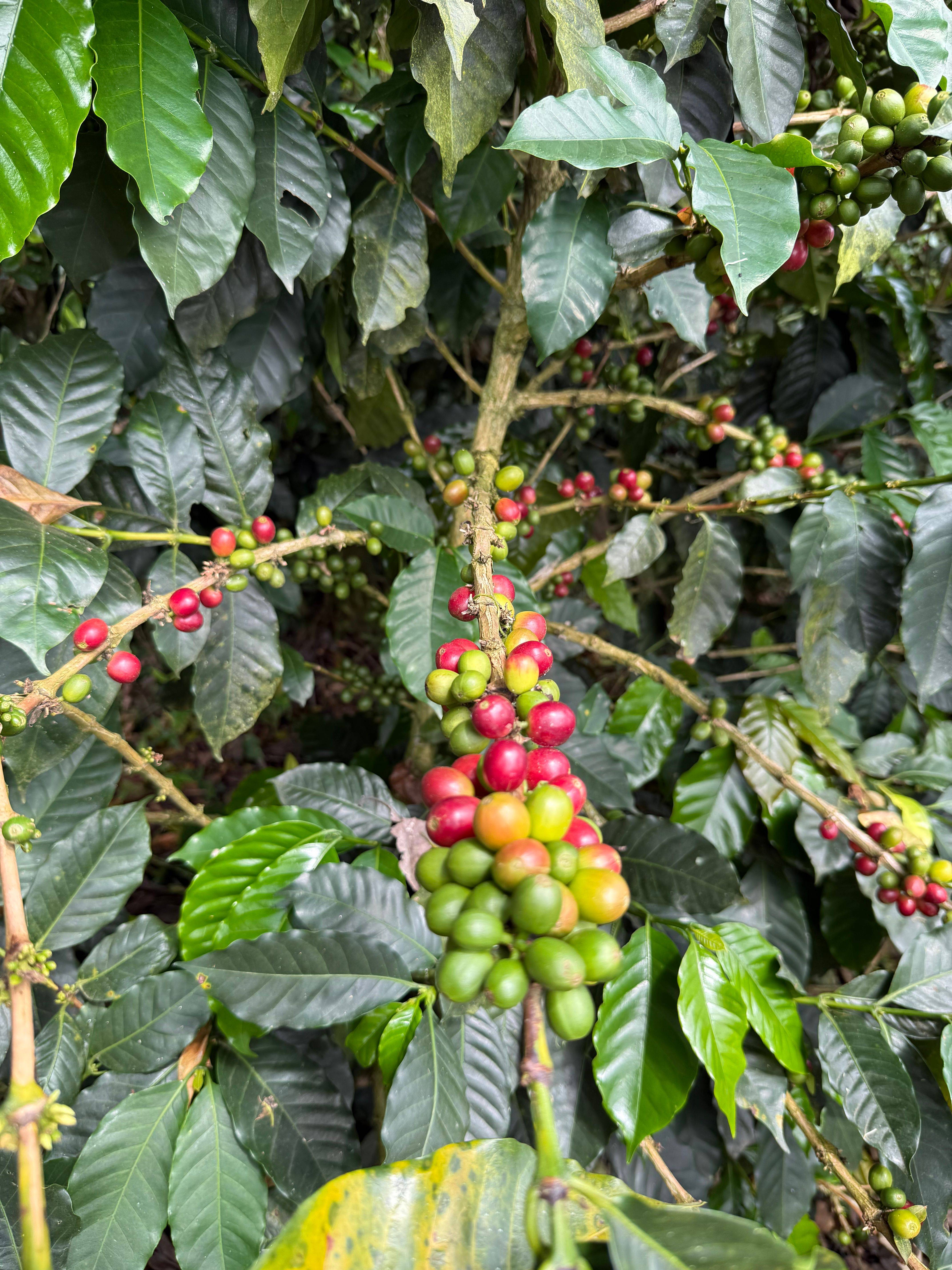 Experimental coffee processing at Finca El Mango in Risaralda