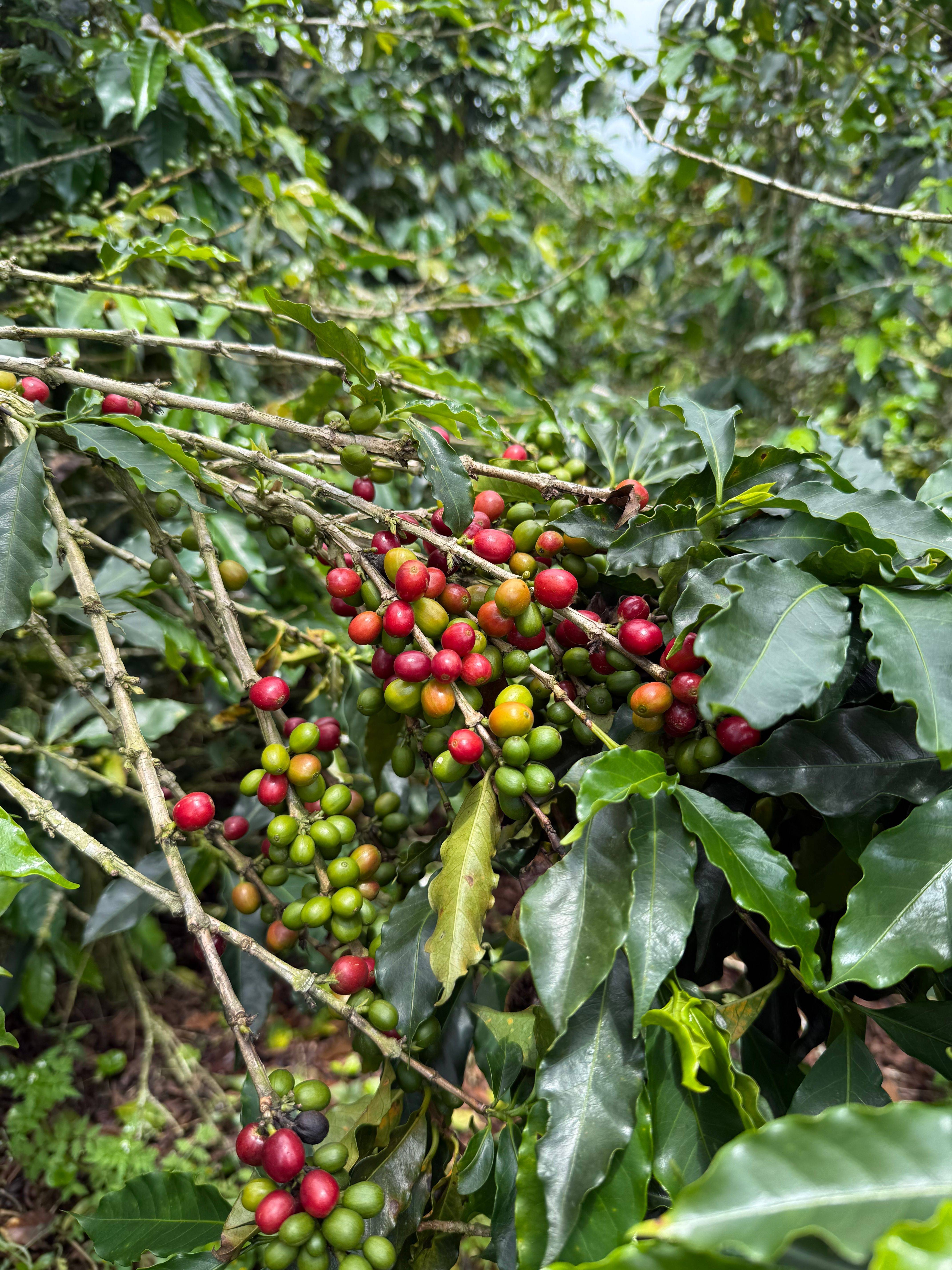 Small coffee lots from Finca El Mango in Colombia