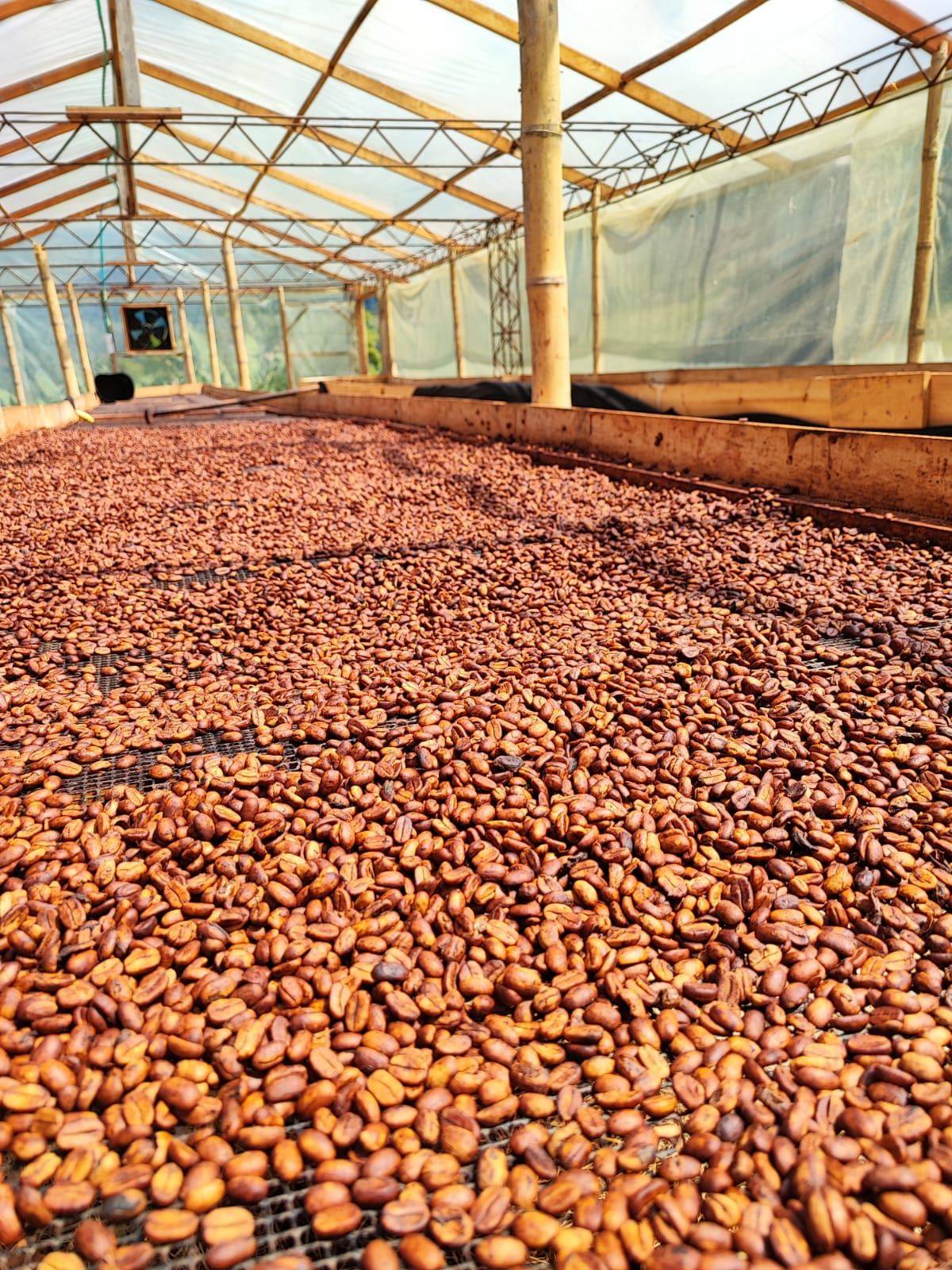 Colombian specialty coffee from Finca El Mango