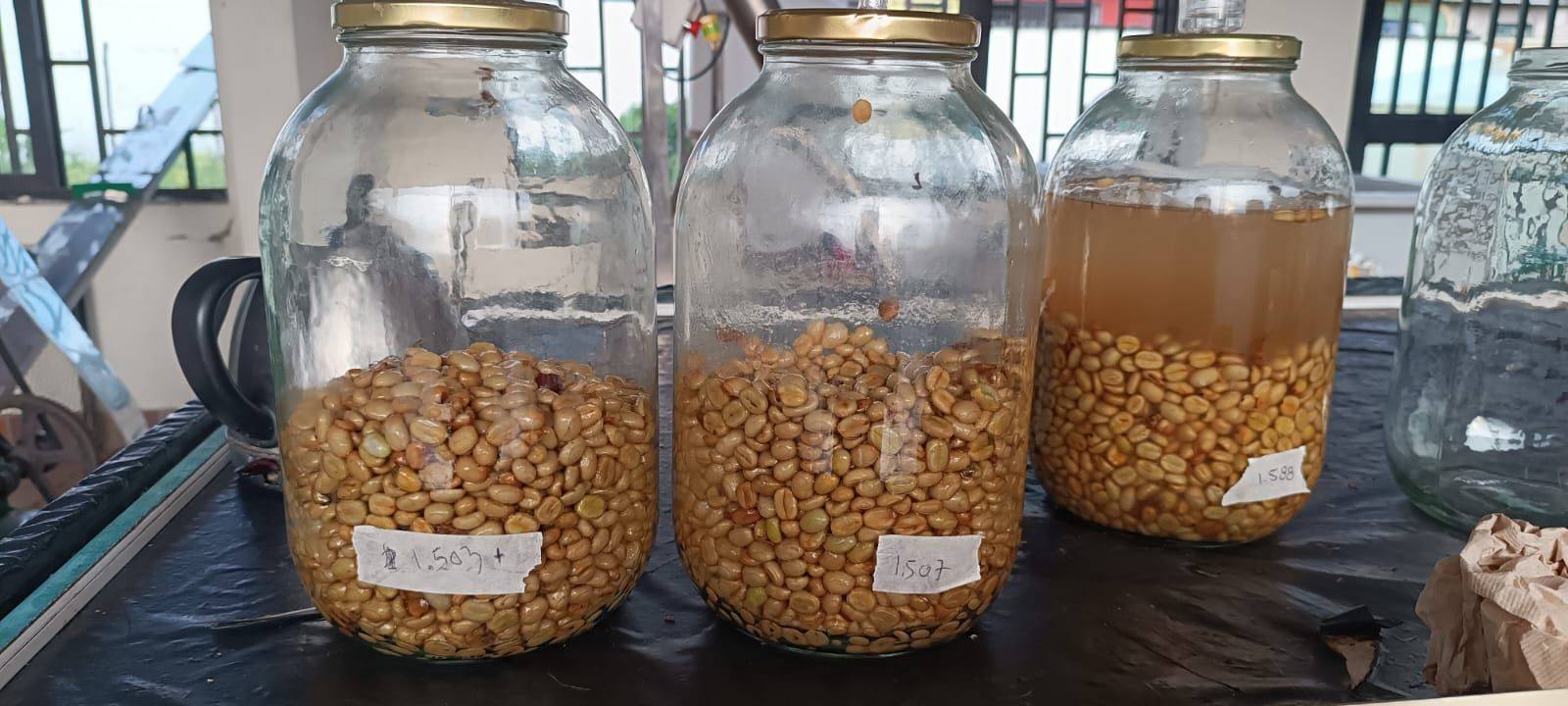 Direct trade coffee from Finca El Mango in Risaralda