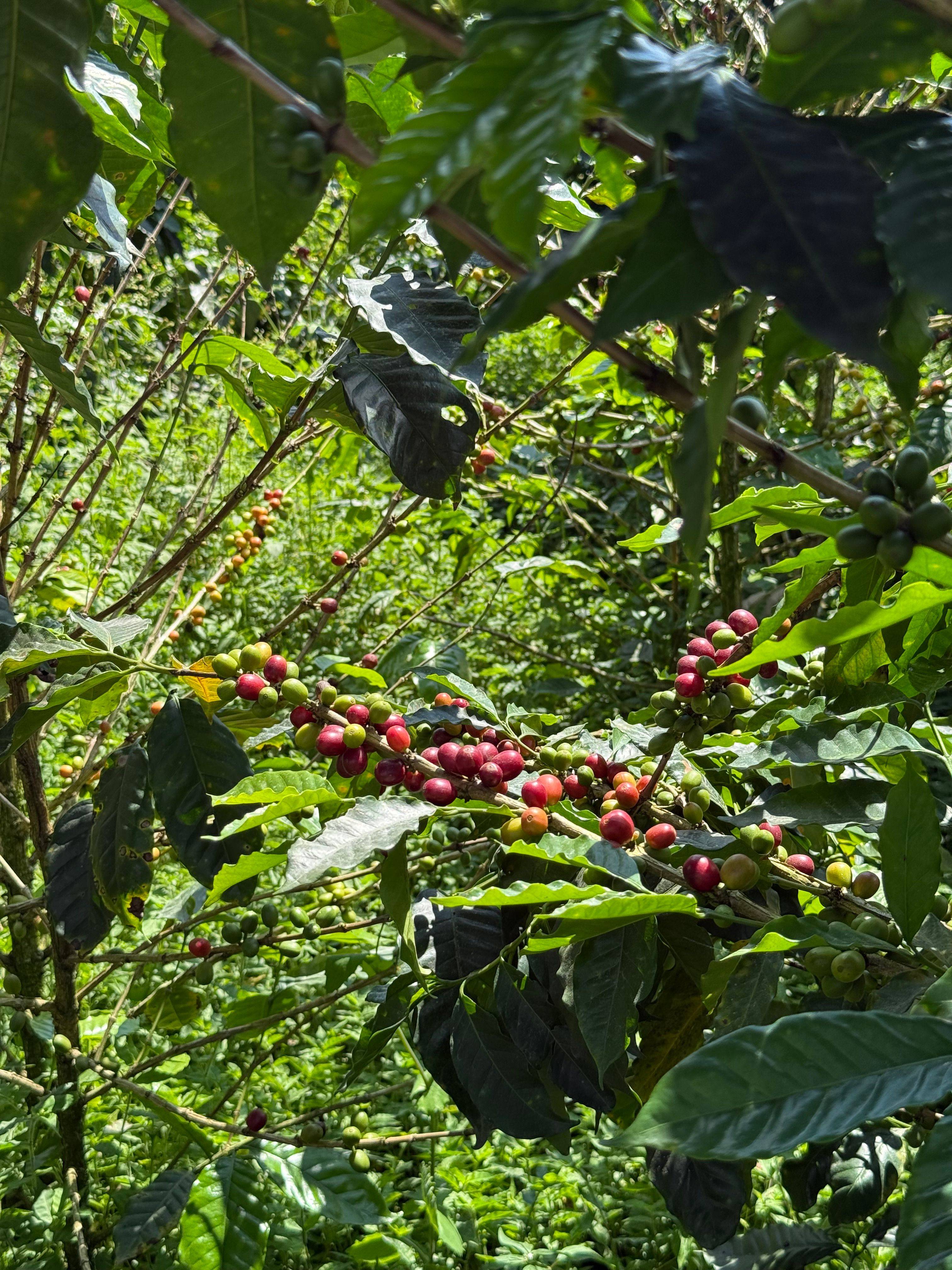 Castovento Mangos Coffee at Finca El Mango in Risaralda