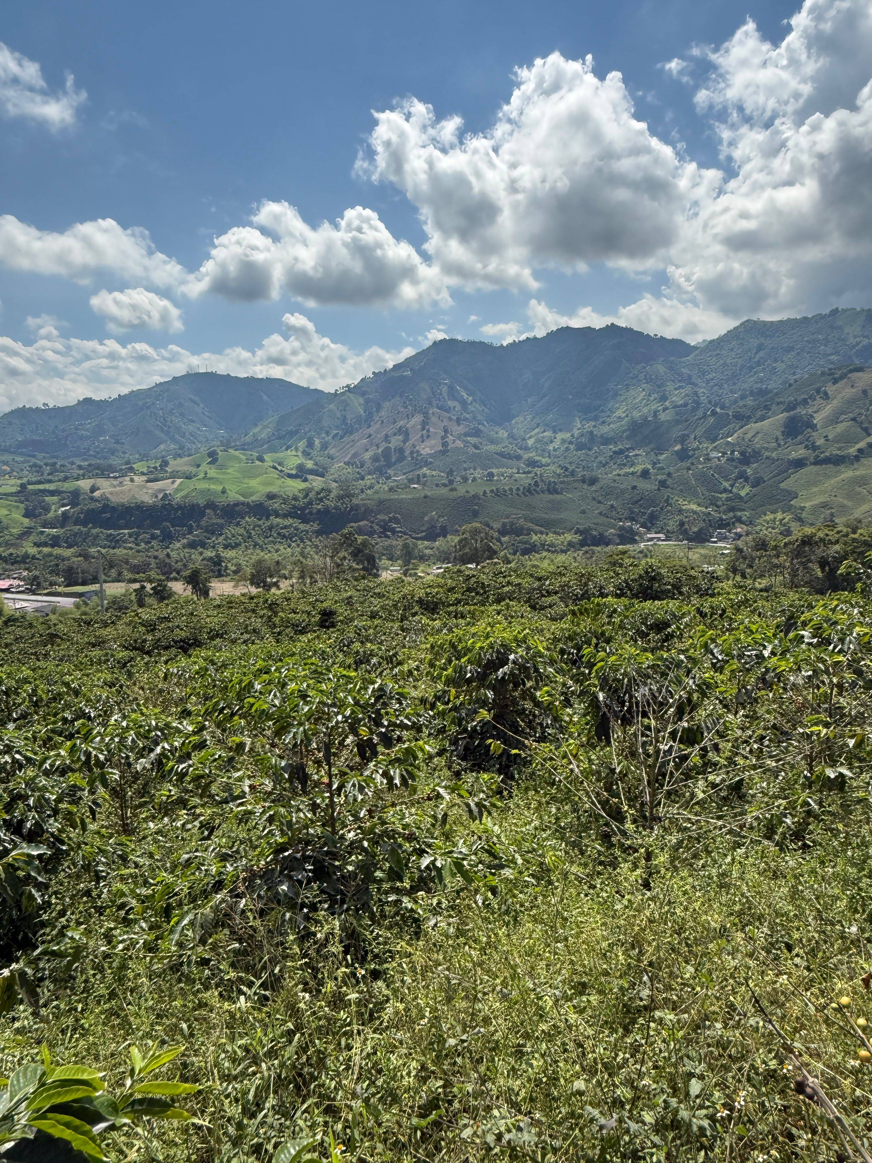 Catimor, Colombia and Castillo Naranjal coffee from Finca El Mango
