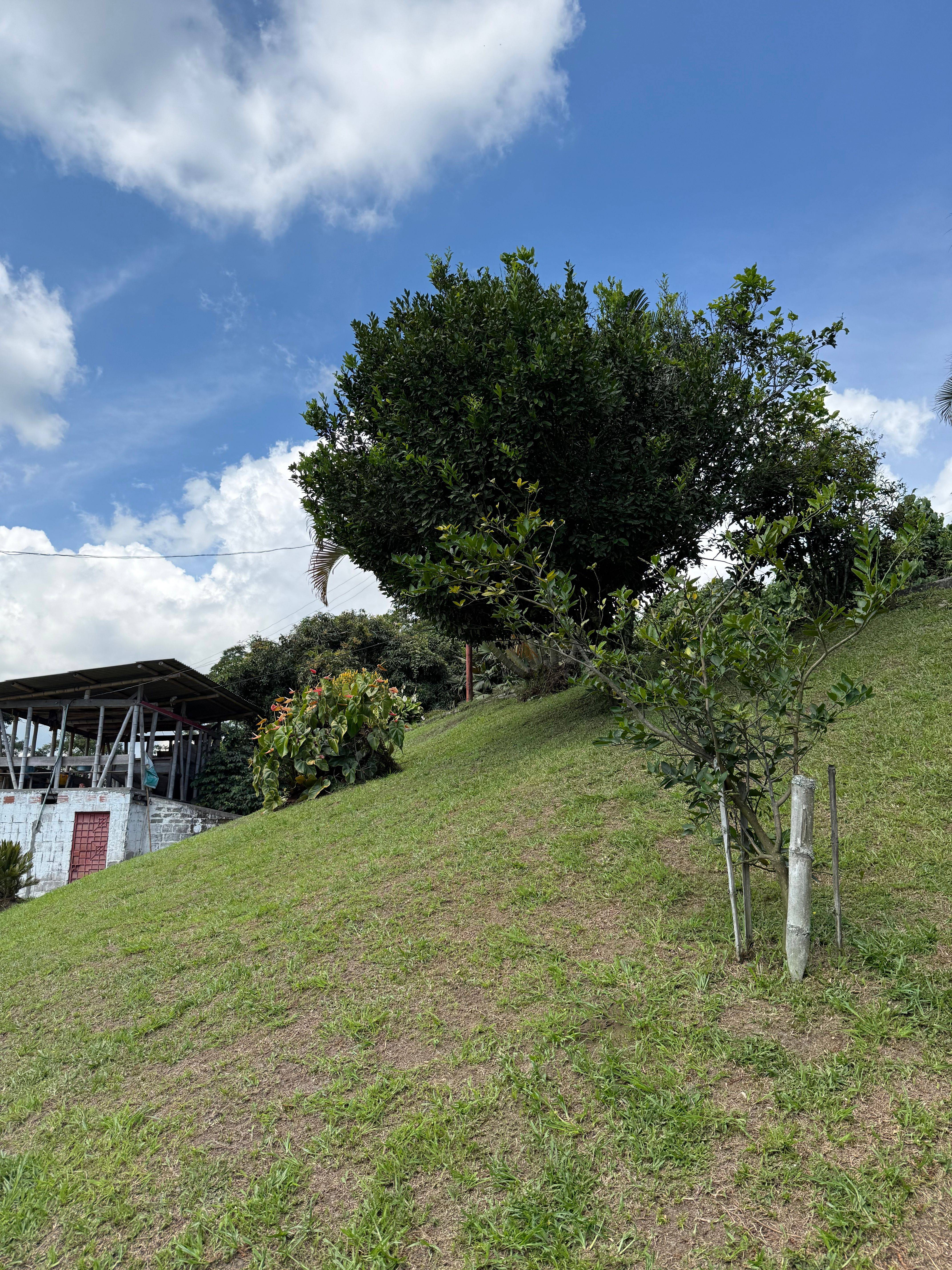 Arabica coffee from Finca El Mango grown at around 1,600 meters