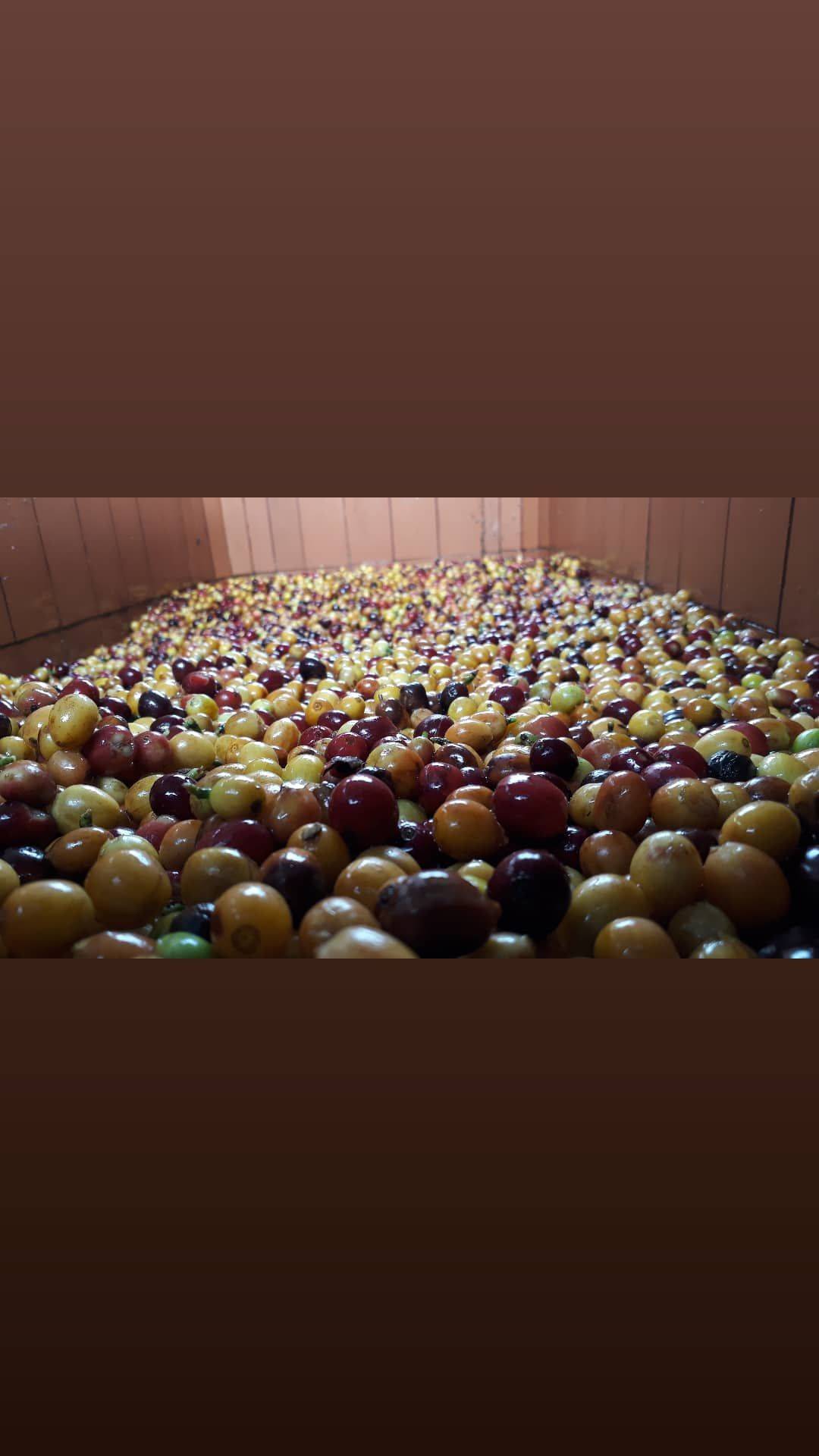 Coffee cultivation at Finca Oro Verde in Cauca, Colombia