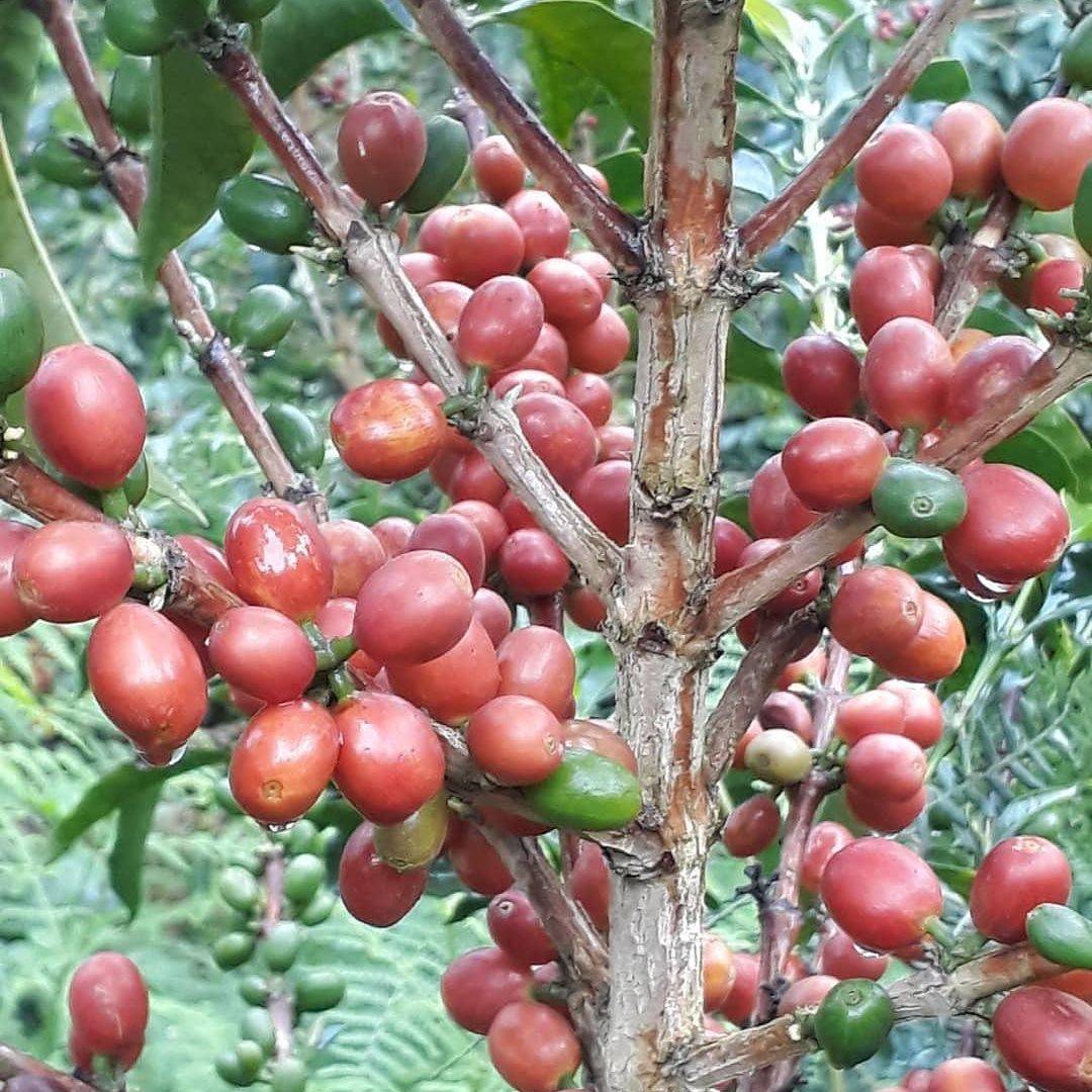Colombian specialty coffee from Finca Oro Verde in Cauca