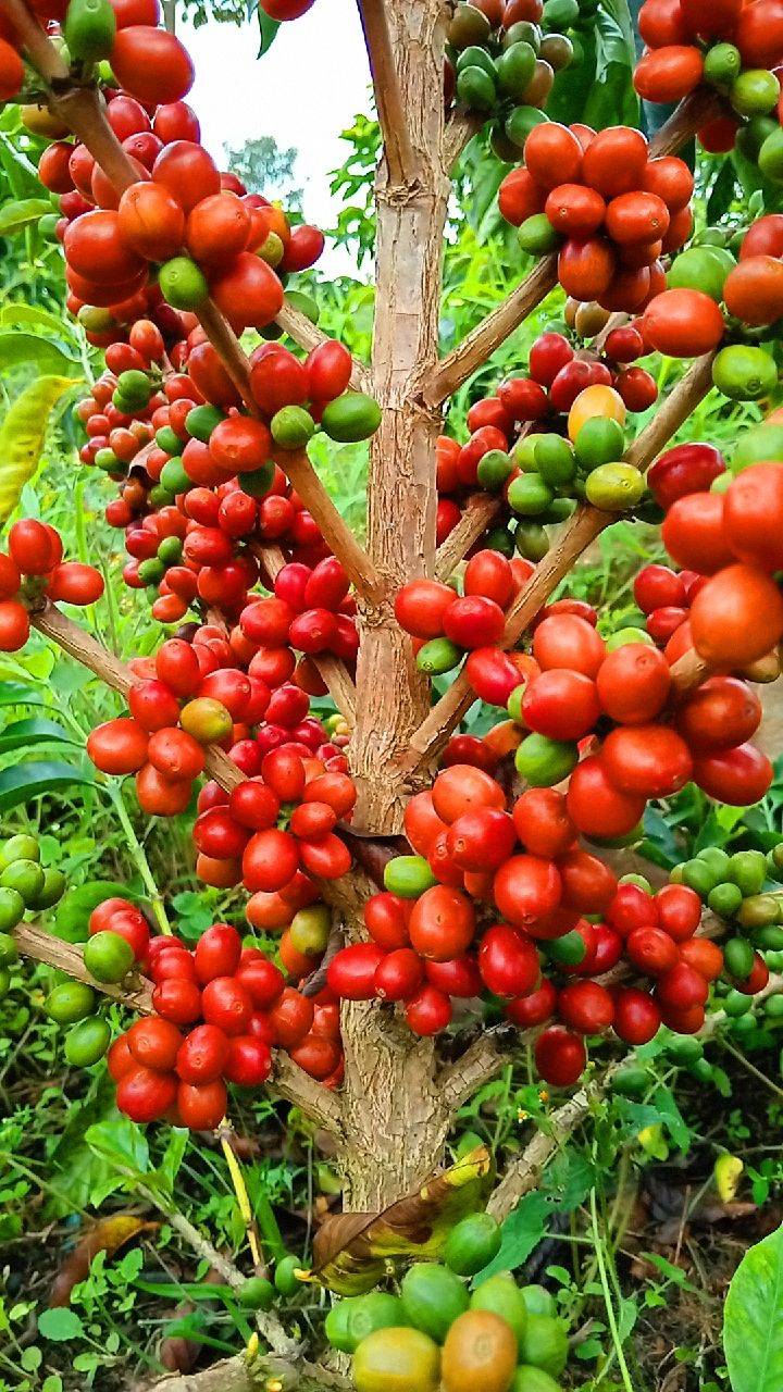 Family-run coffee farm Finca Oro Verde in Colombia