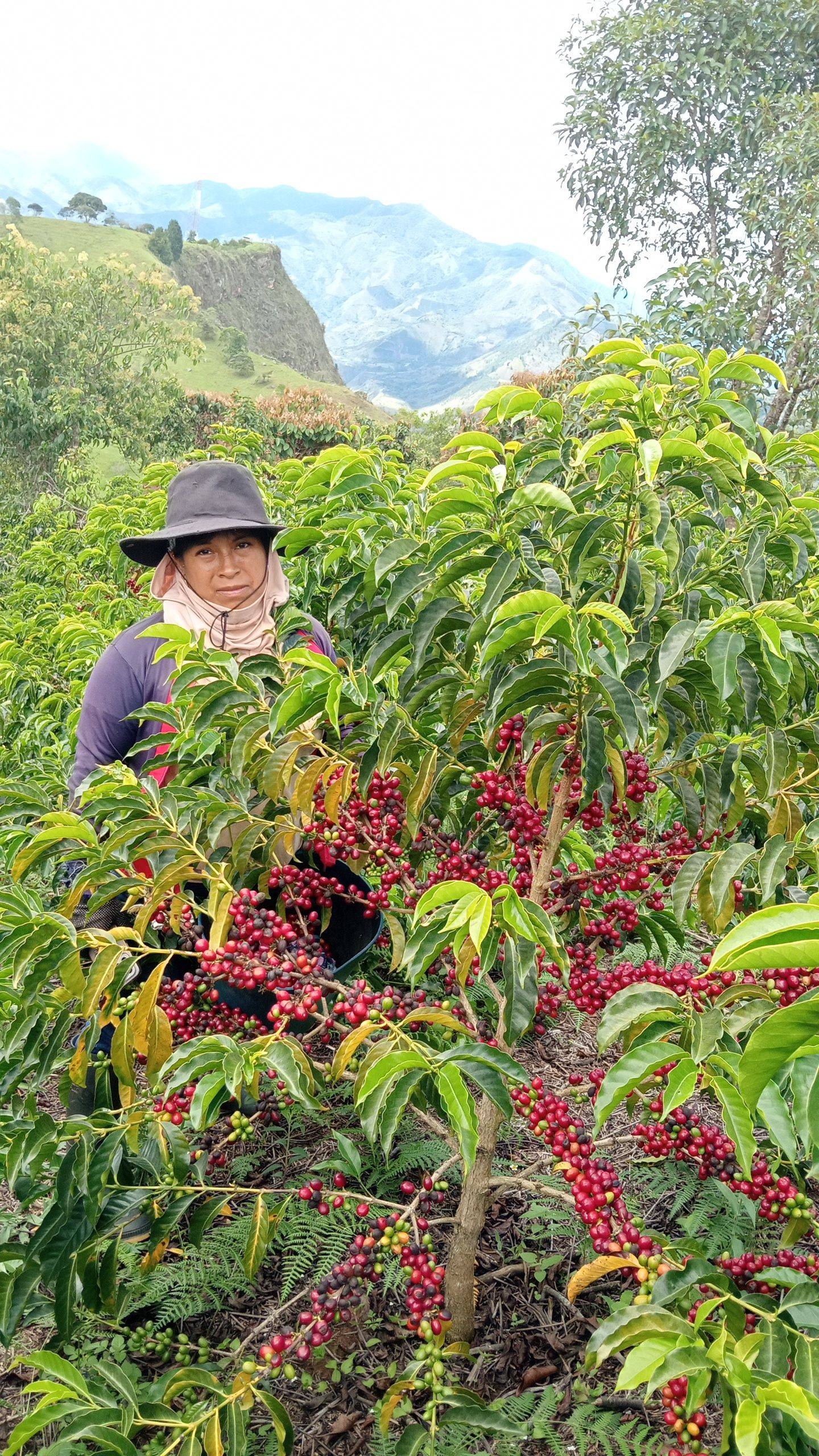 Bourbon coffee from Finca Oro Verde in Pedregal, Cauca