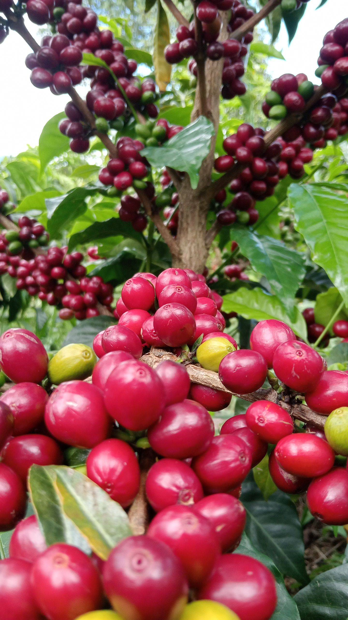 High-altitude coffee from Finca Oro Verde grown at 1,850 to 1,990 meters