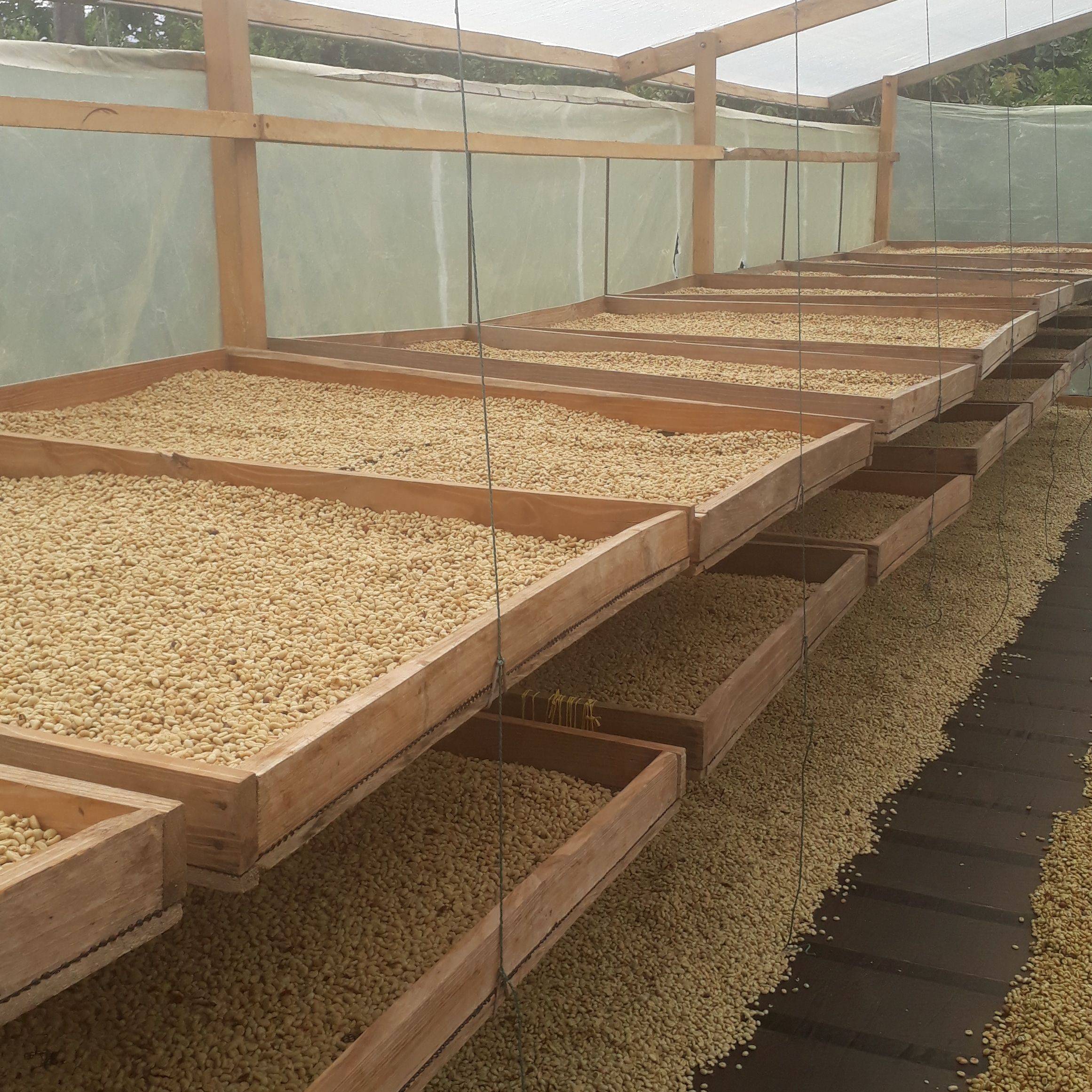 Specialty coffee farm Finca Oro Verde in Pedregal, Cauca, Colombia