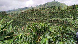 Coffee farm Finca Arkdia de Guacas in Santa Rosa de Cabal