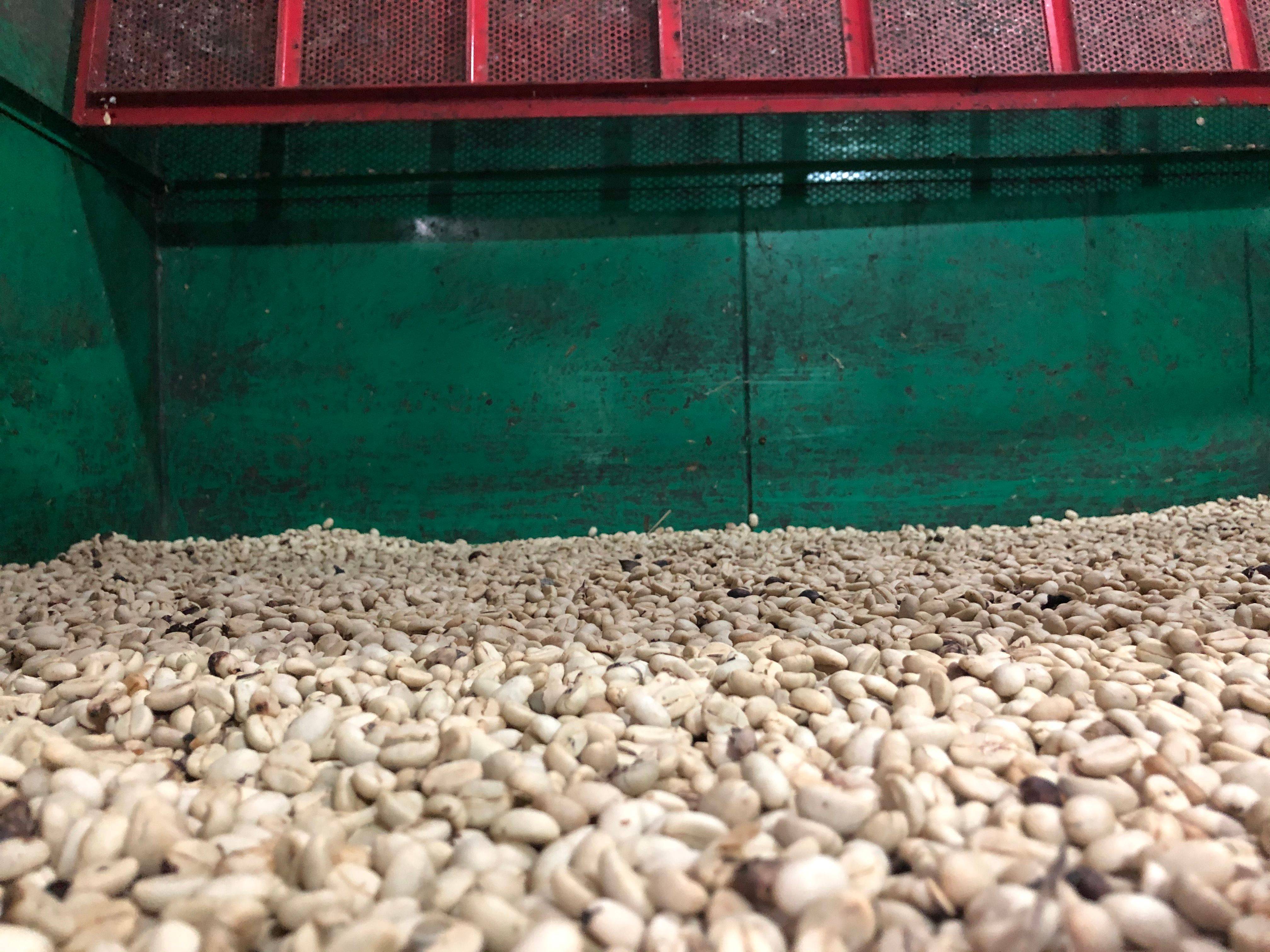 Natural processed coffee from Finca Arkdia de Guacas in Risaralda