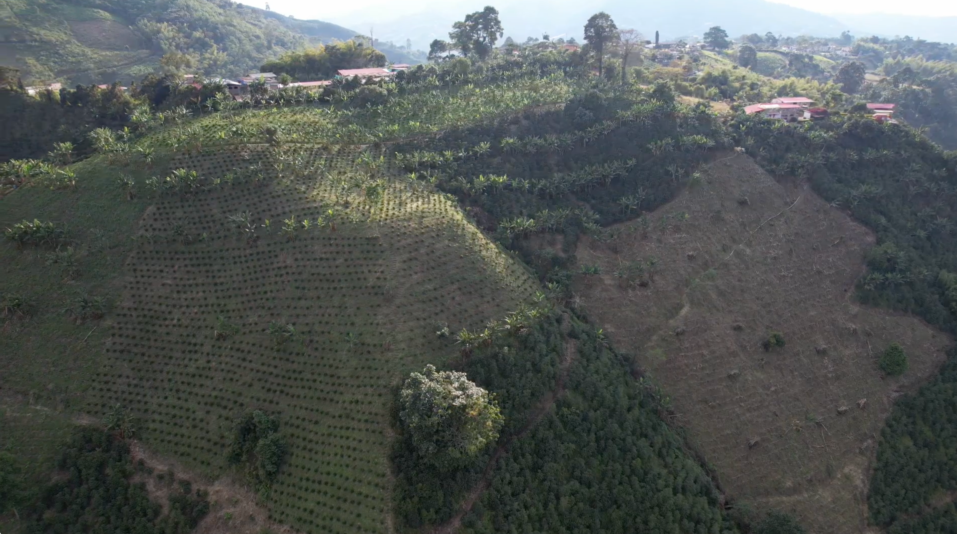 Colombian specialty coffee from Finca Arkdia de Guacas