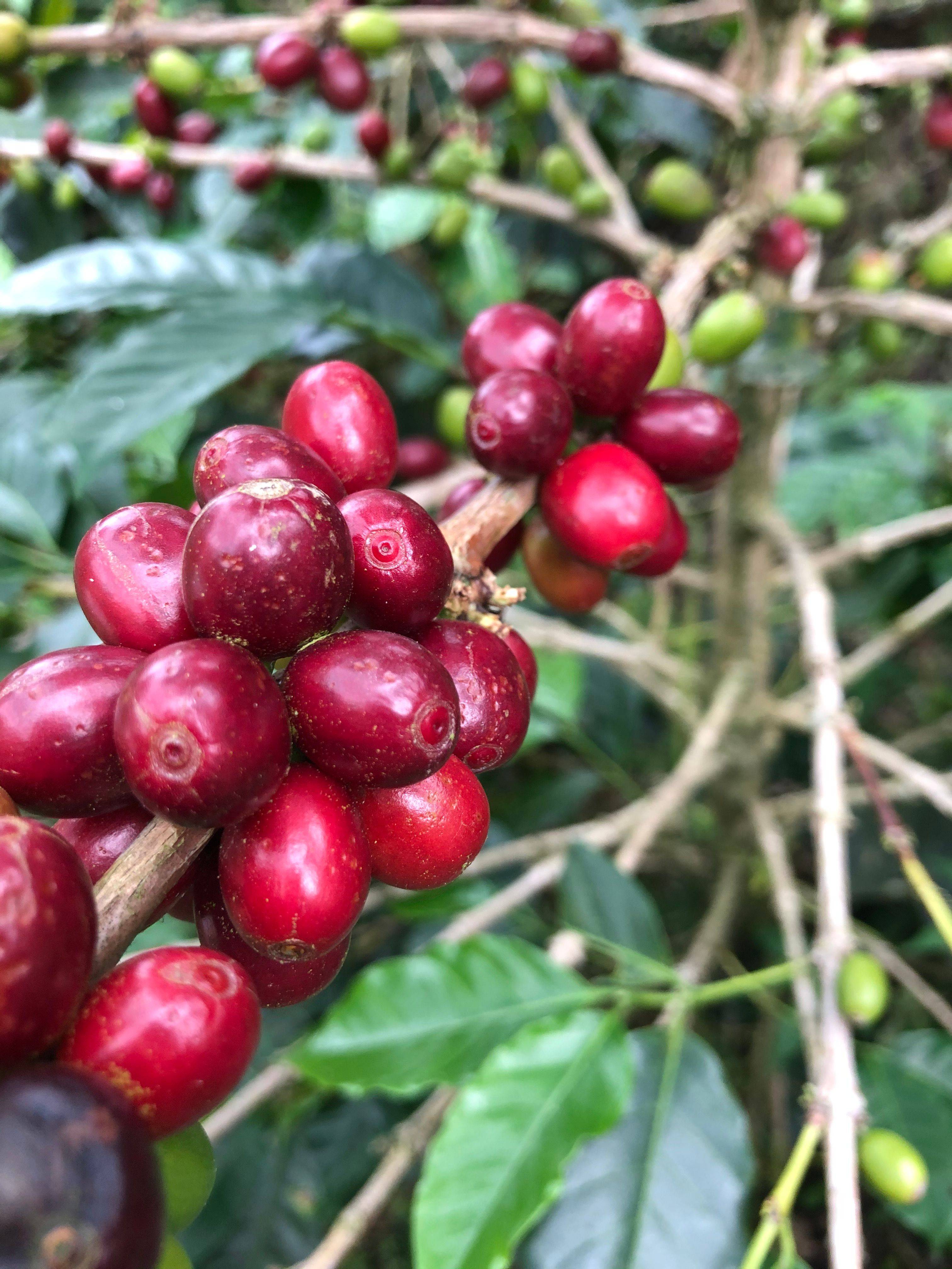 High-altitude coffee from Finca Arkdia de Guacas grown at 1,650 to 1,700 meters