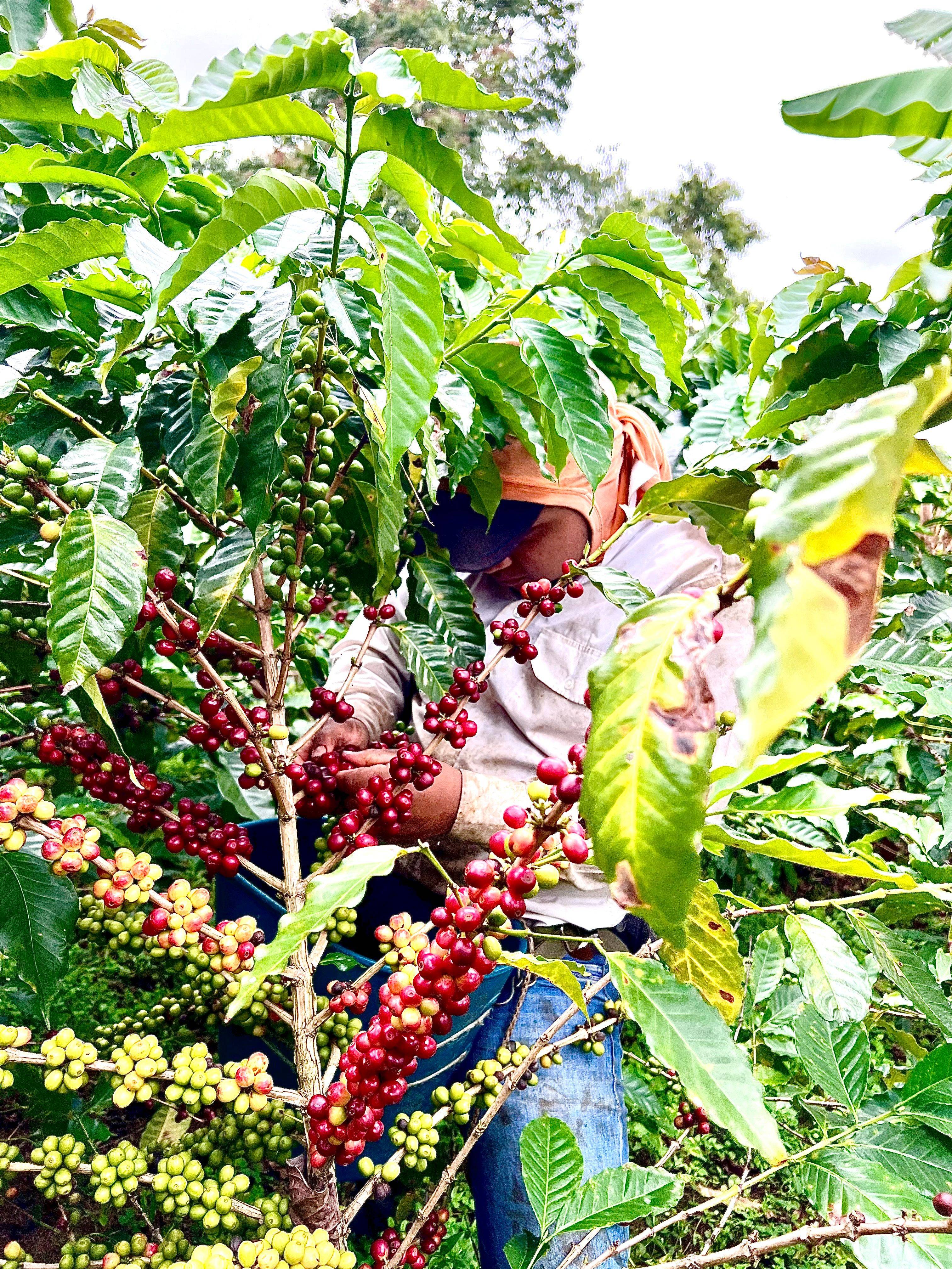 Shade-grown coffee at Don Arnulfo Café in Huila