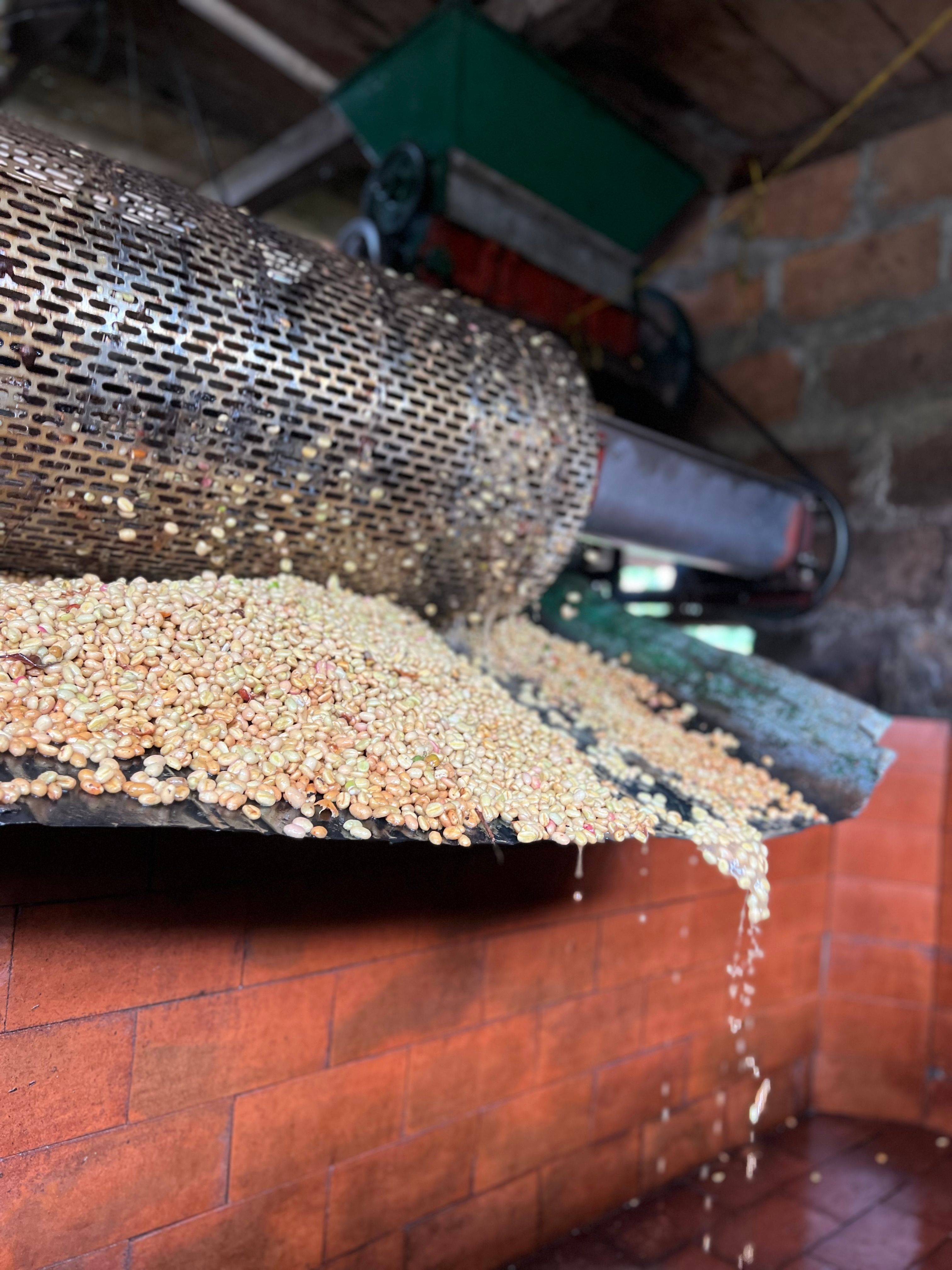 Family-run coffee farm Don Arnulfo Café in Colombia