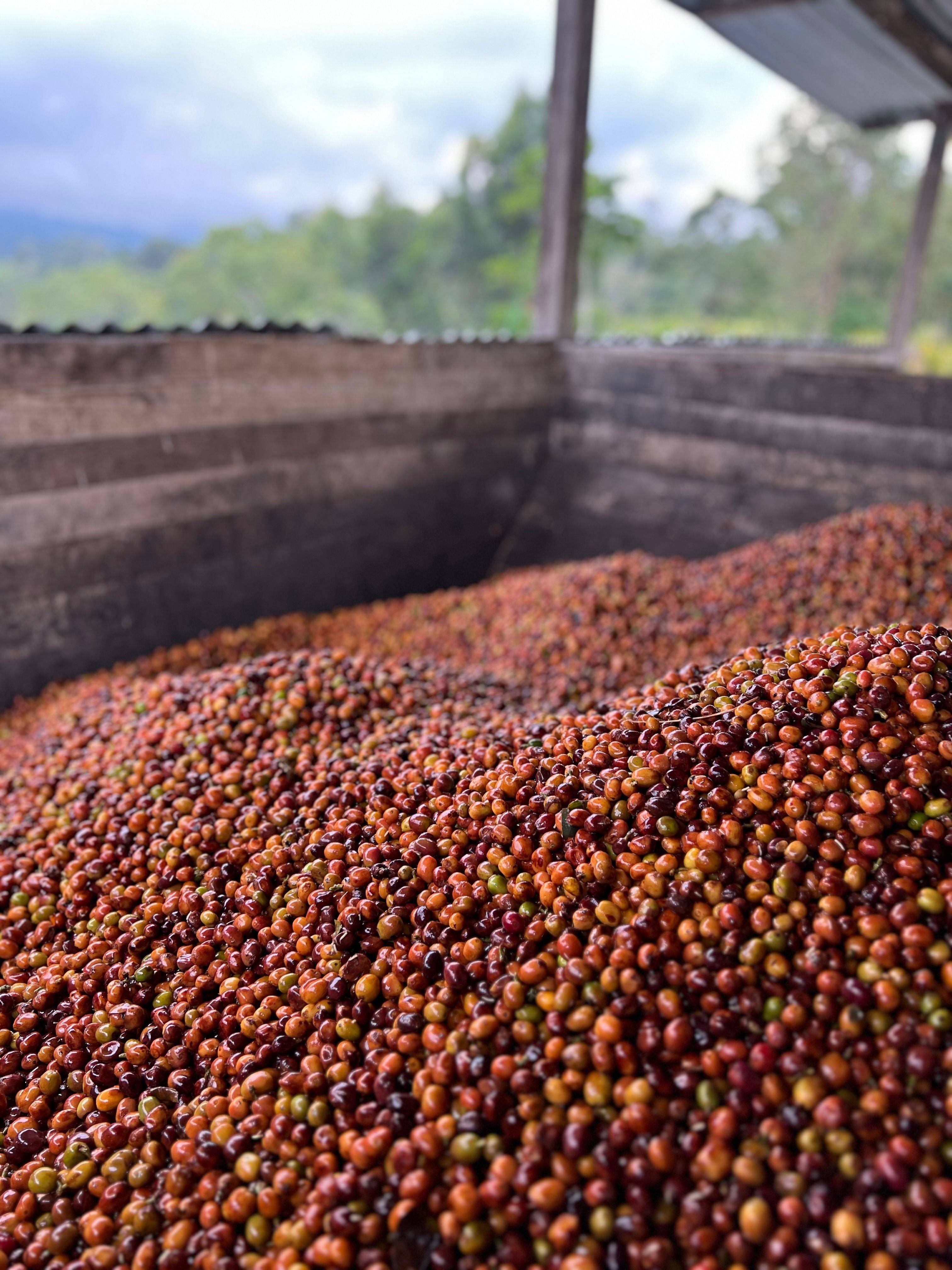 Castillo and Colombia coffee from Don Arnulfo Café in Huila