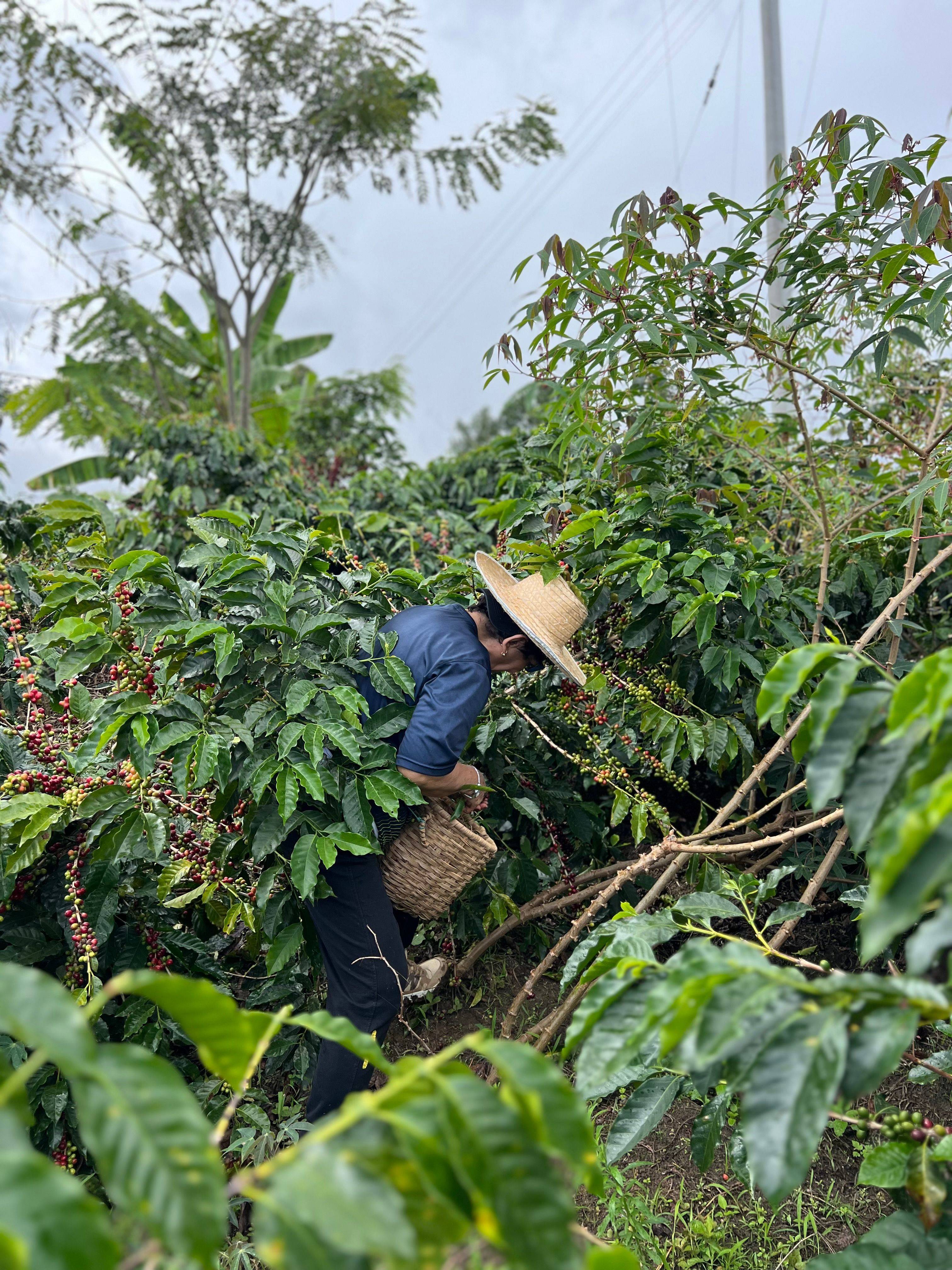 Washed, honey and natural processed coffee from Don Arnulfo Café