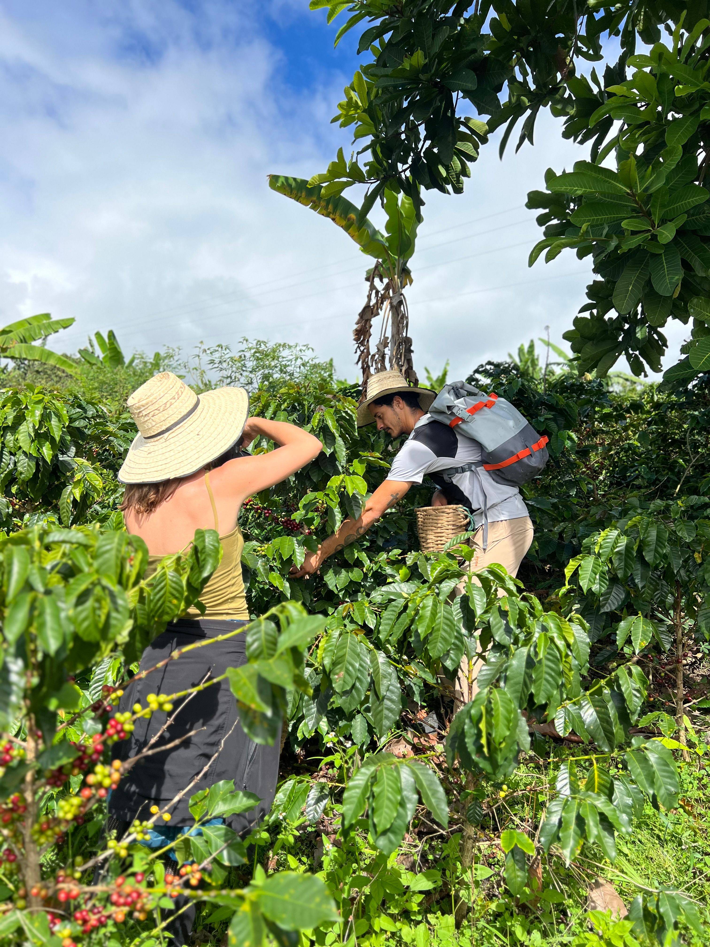 Anaerobic fermented coffee from Don Arnulfo Café in Colombia