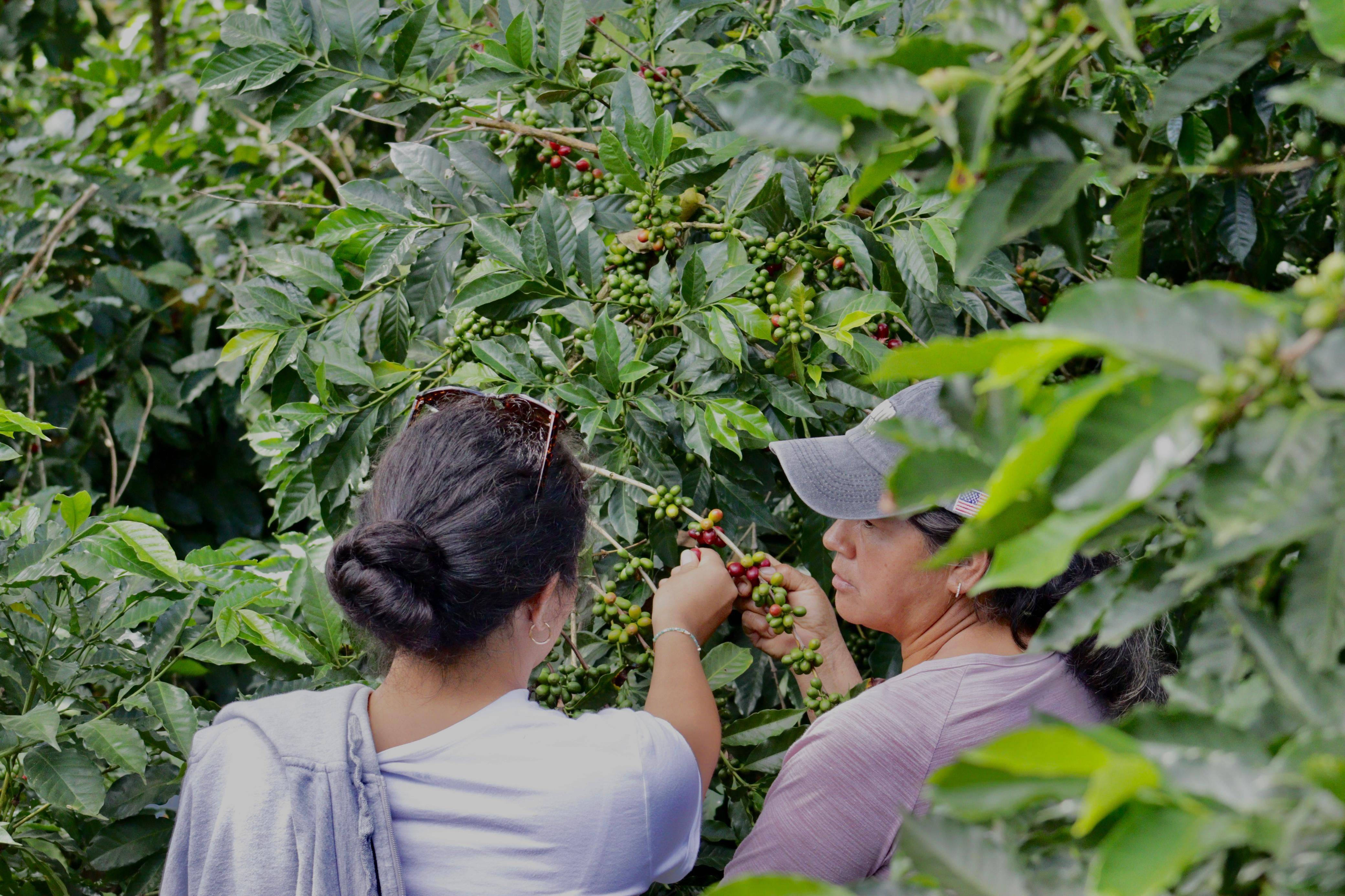 Peruvian specialty coffee from Finca La Florida