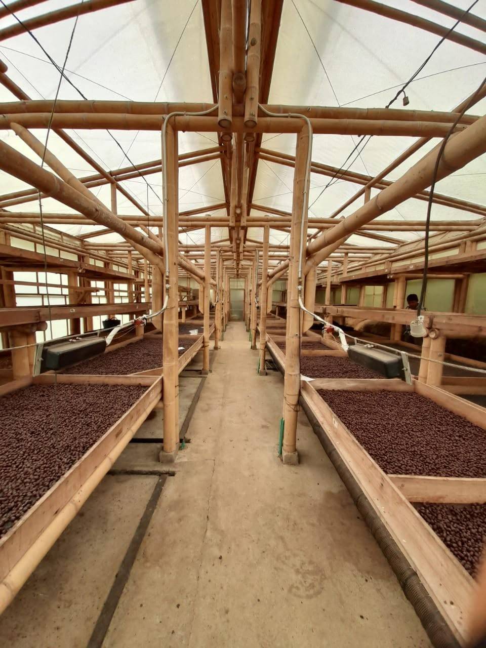 Finca Puerto Alegre - Lacia Specialty Coffee