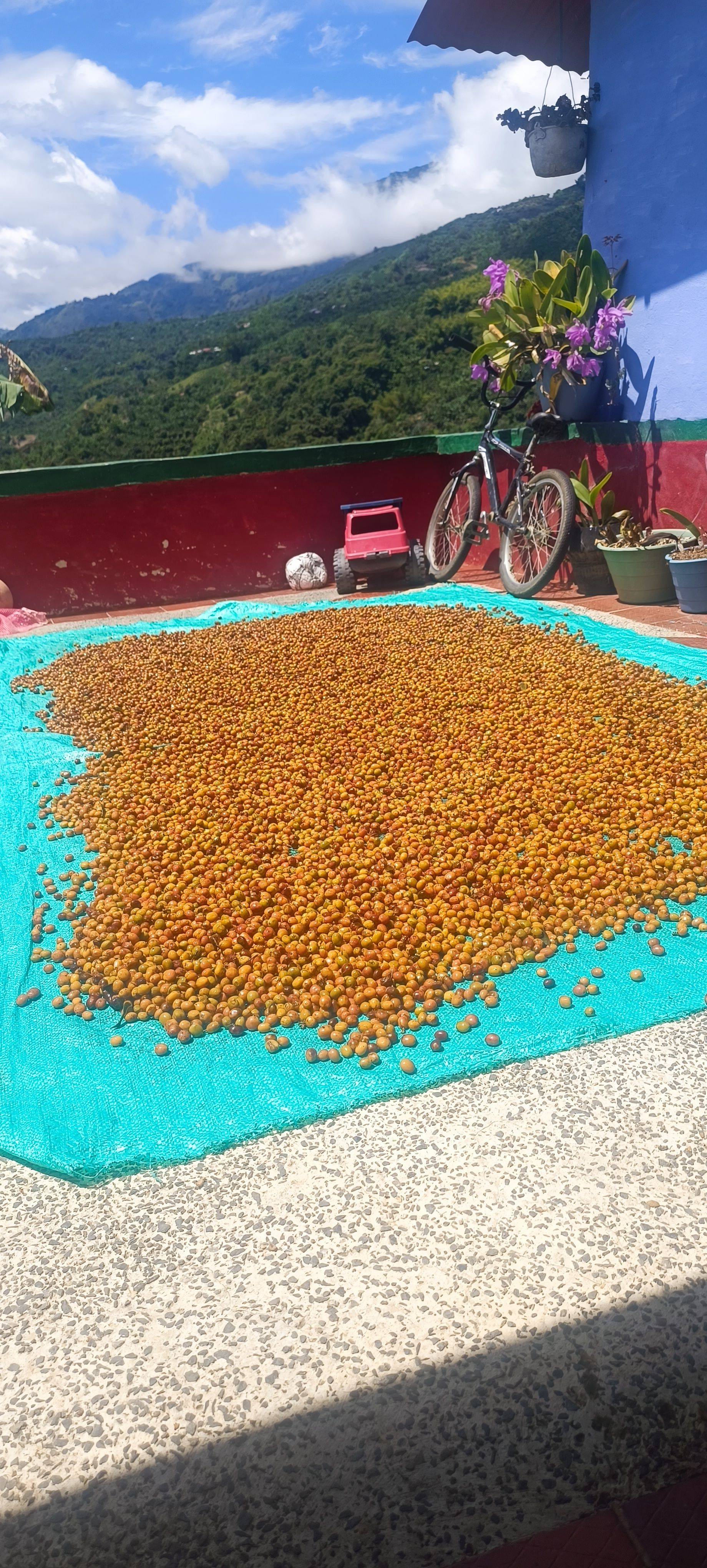 Finca la Falda / Baluar – Gallery 2