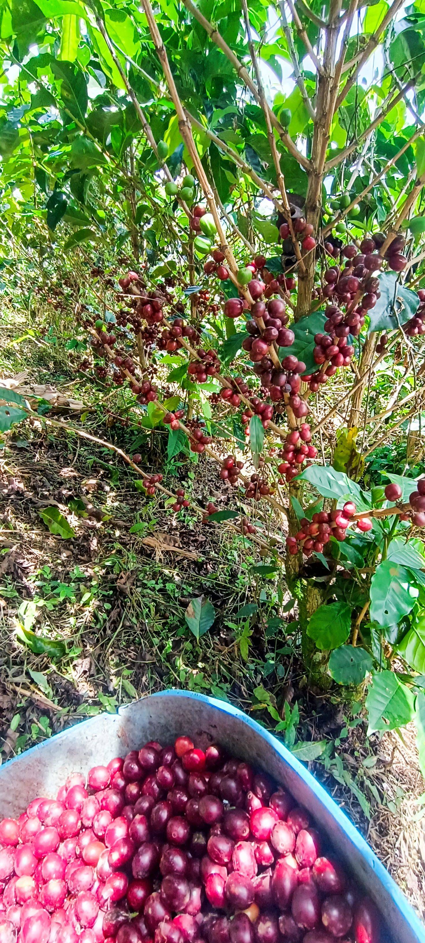 Finca la Falda / Baluar – Gallery 9