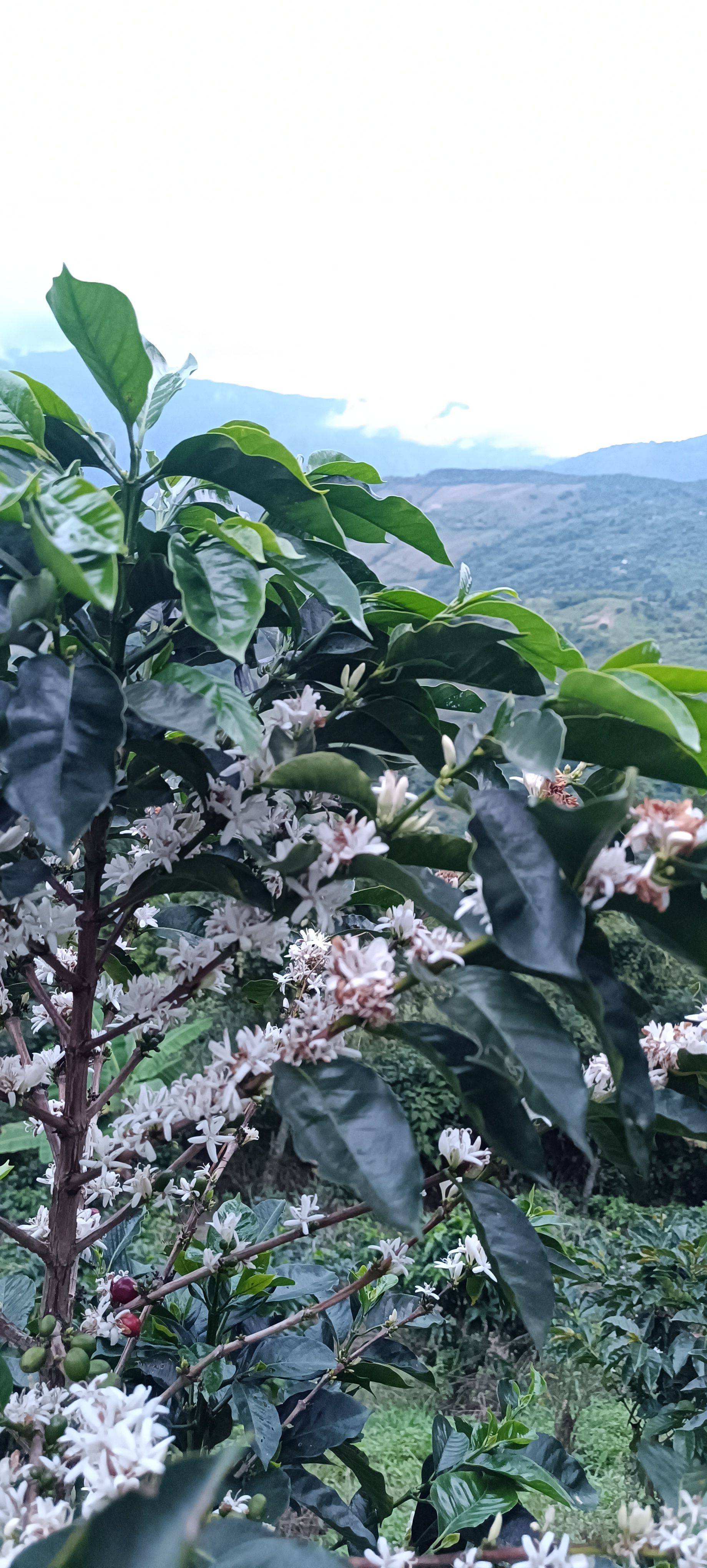 Finca la Falda / Baluar – Gallery 11