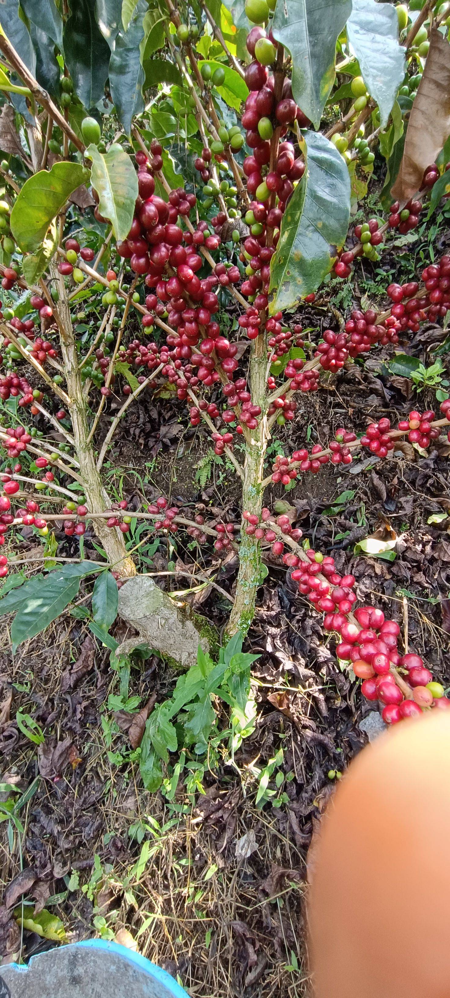 Finca la Falda / Baluar – Gallery 12