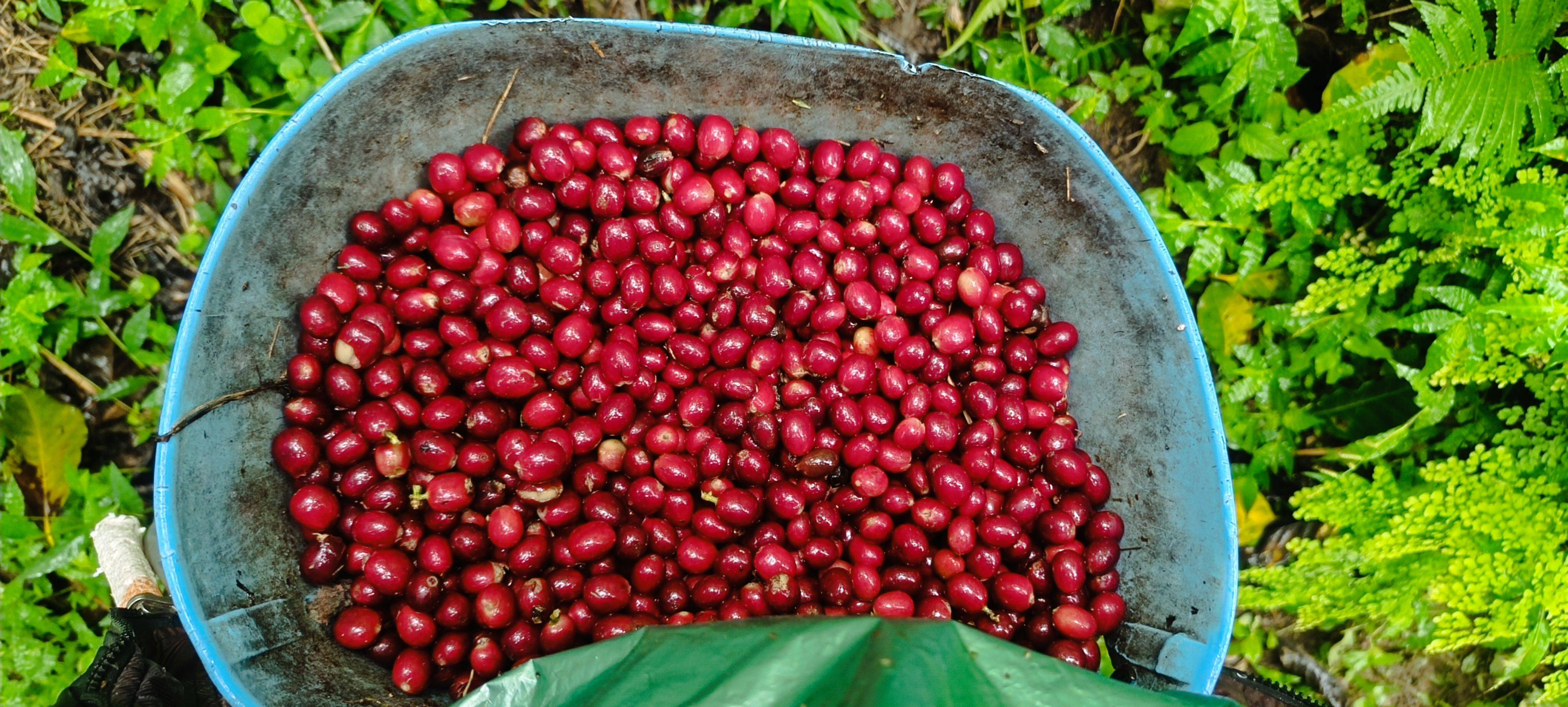 Finca la Falda / Baluar in 🇨🇴 Colombia – Antioquia