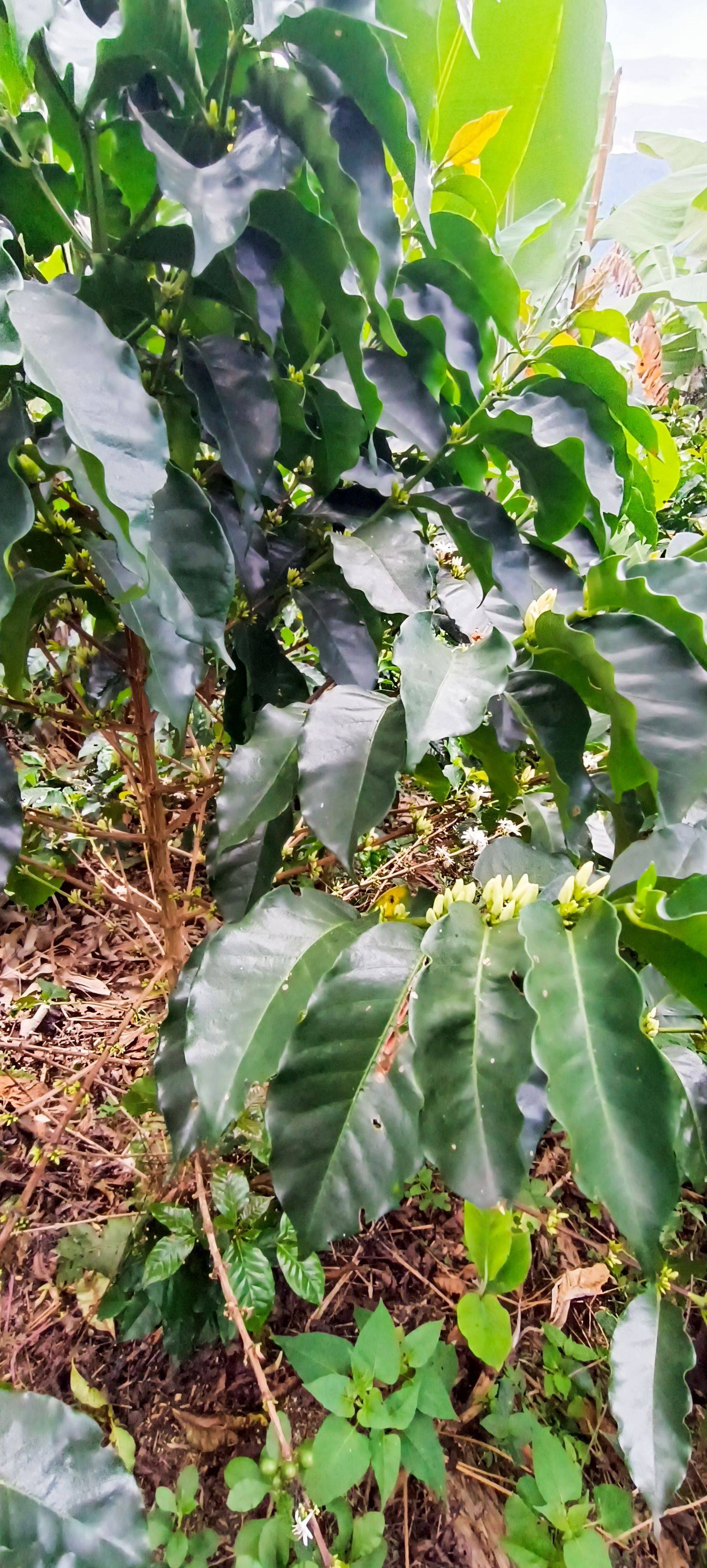 Finca la Falda / Baluar – Gallery 7