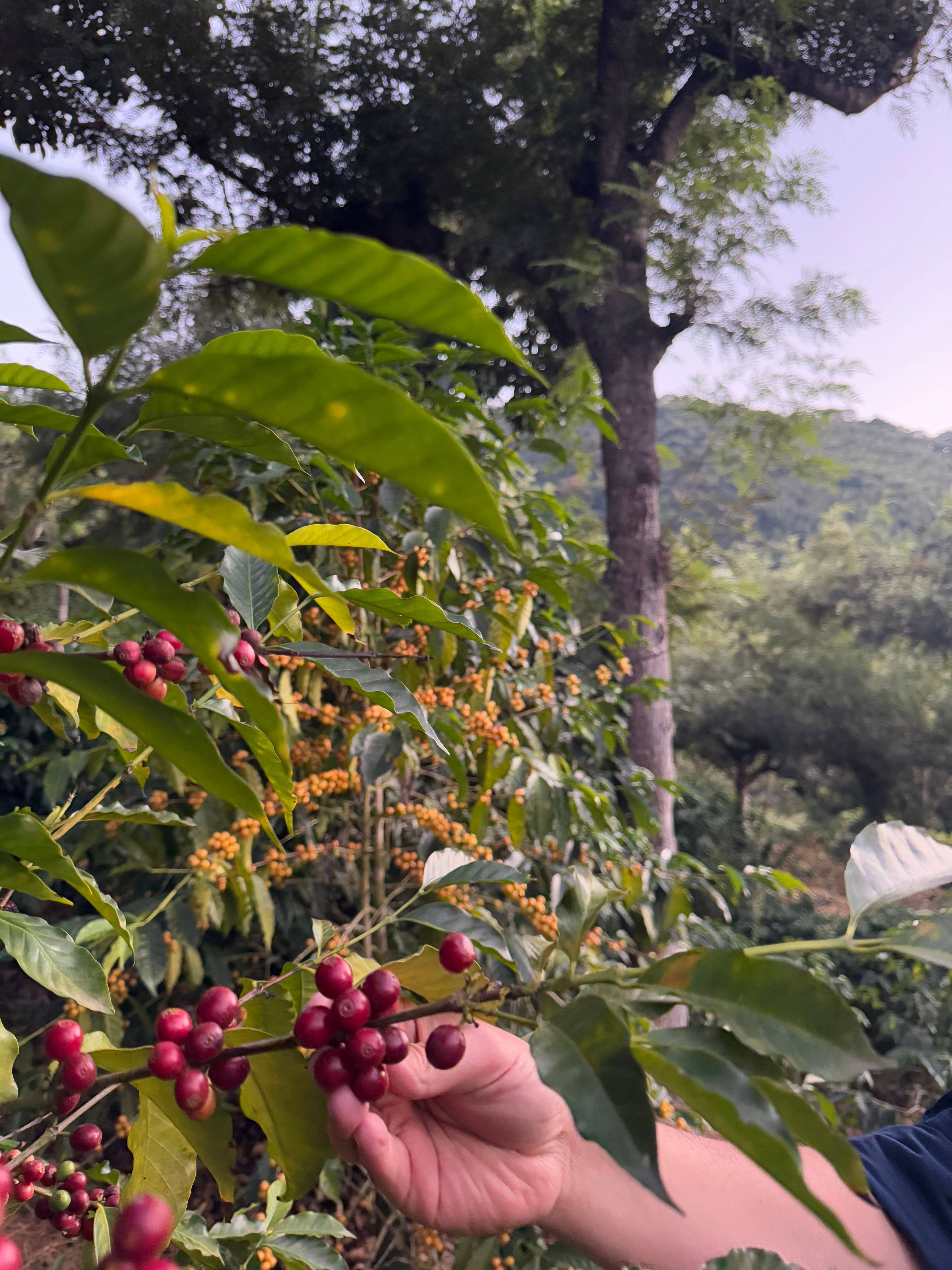 Cerezas rojas maduras de café en una planta de Arabica en Finca San Juan, Antigua Guatemala.