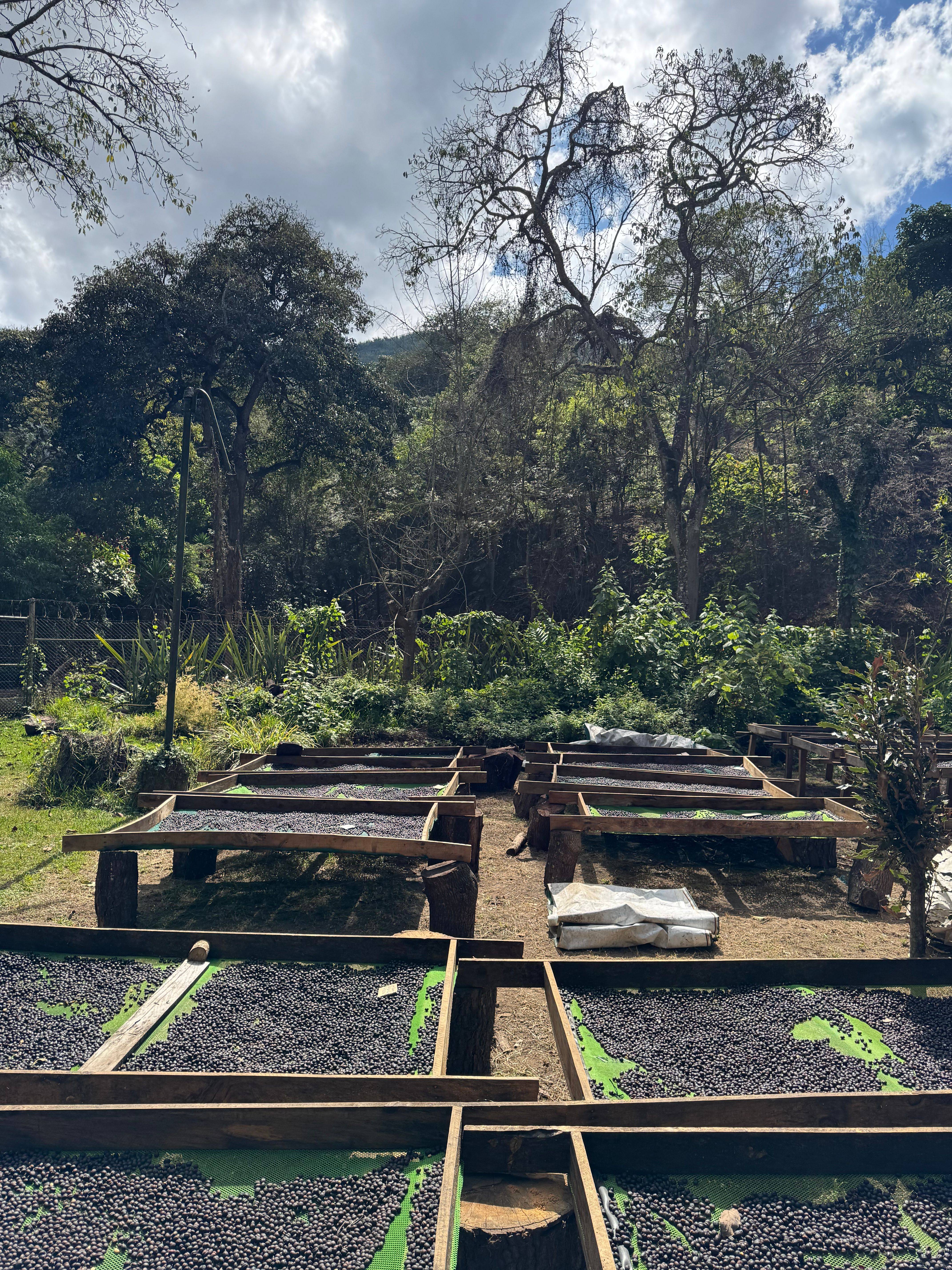 Finca San Juan - Volcano Coffee