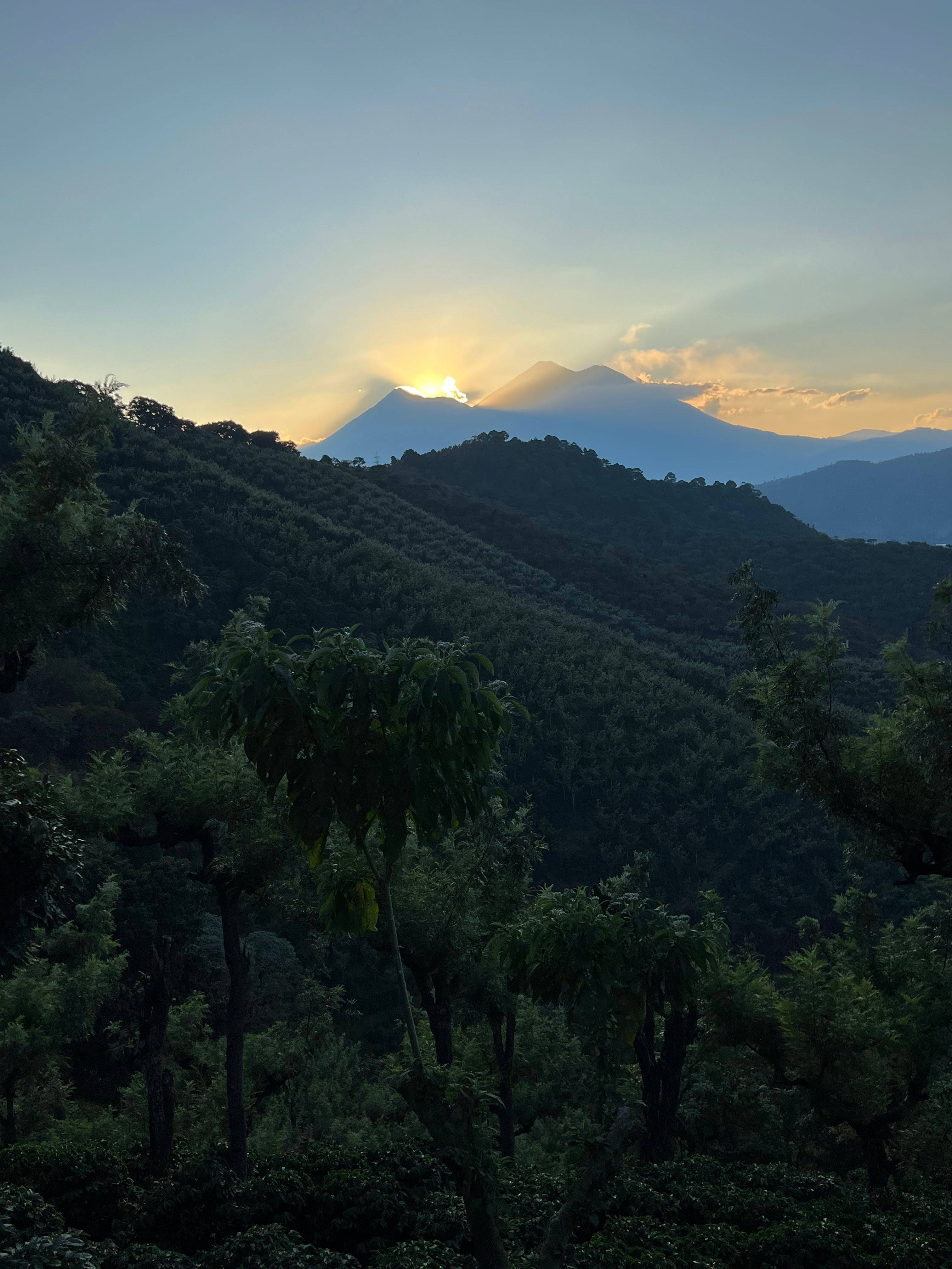 Vista del paisaje cafetalero de Antigua Guatemala al atardecer, con volcanes al fondo.