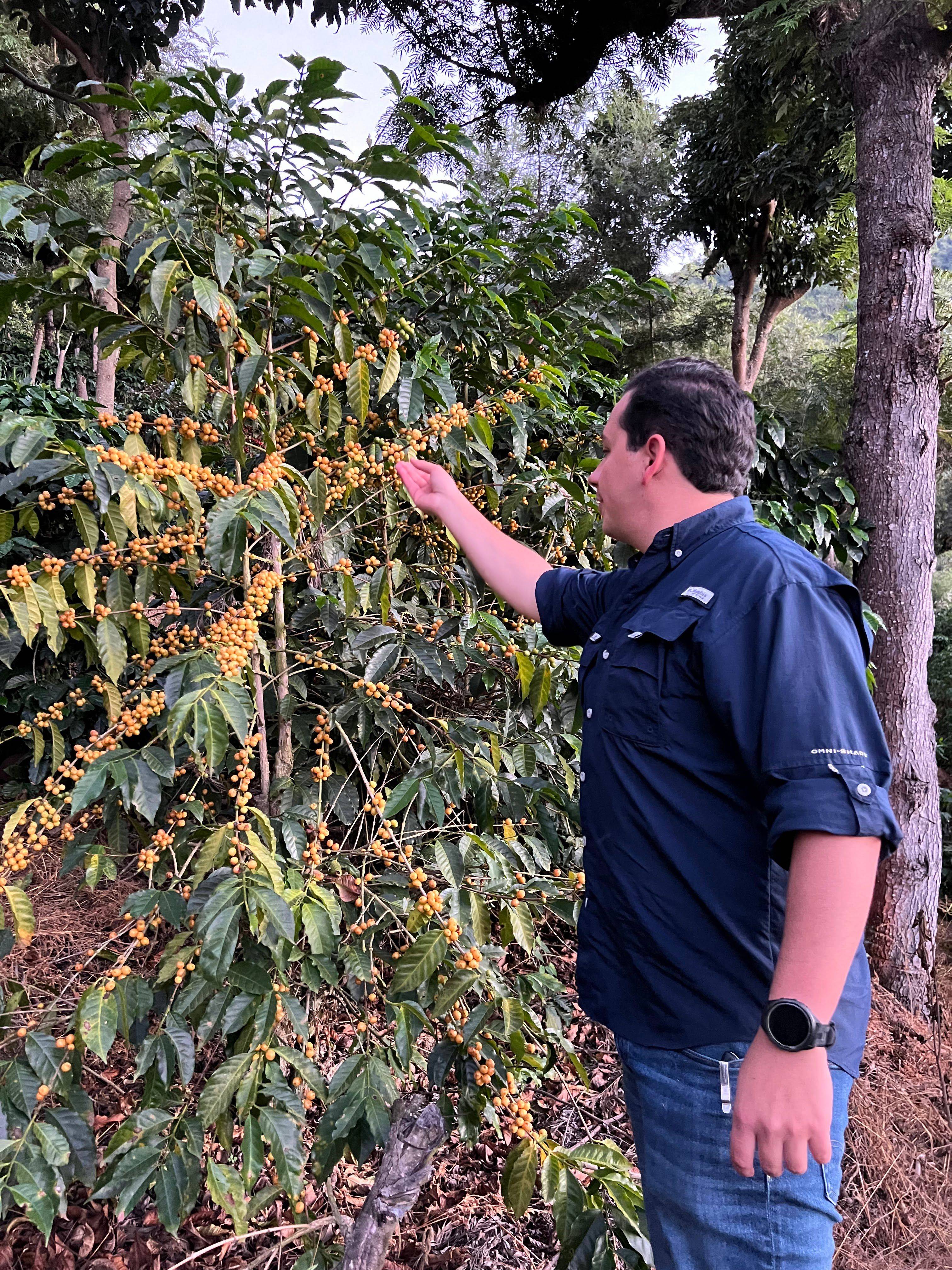 Productor de café entre cerezas amarillas en Finca San Juan, cultivada bajo sombra en Guatemala.