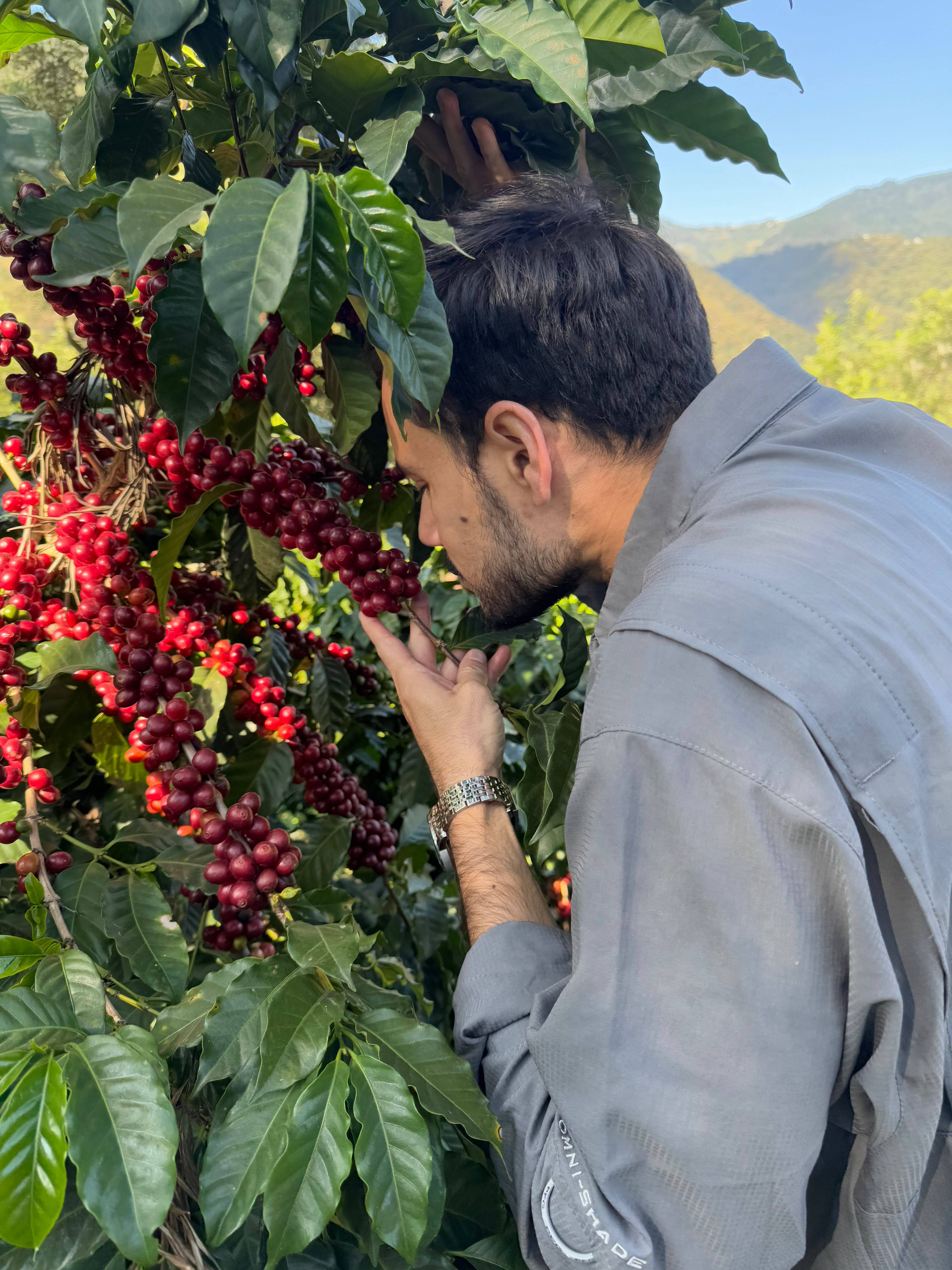 Productor de café revisando cerezas maduras de Arábica en Finca San Agustín, Antigua Guatemala.